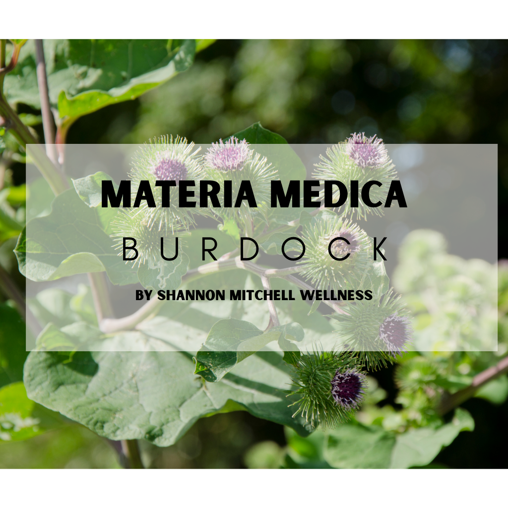 Burdock plant profile