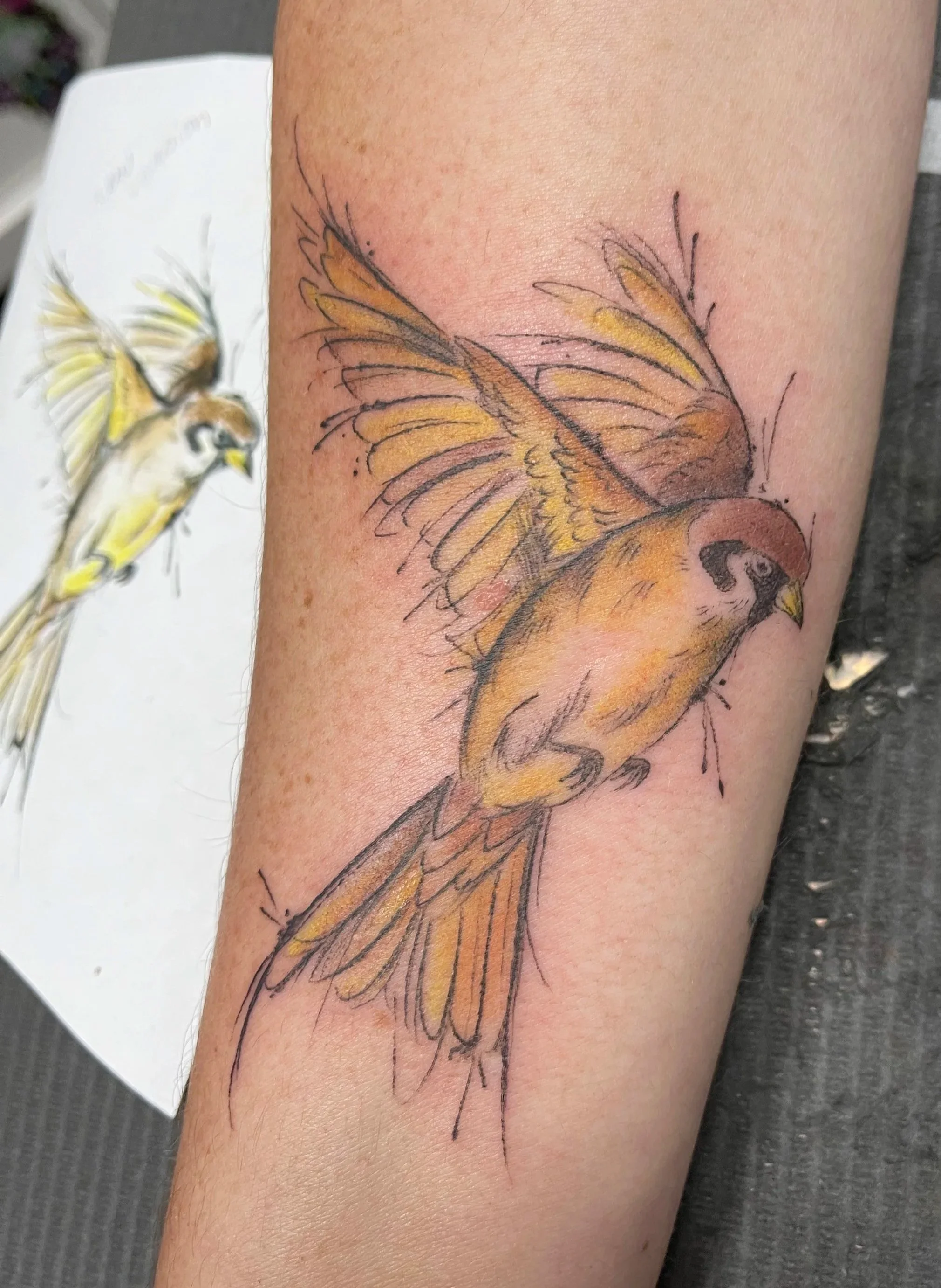 Colorful realistic tattoo of a bird with brown and yellow feathers on person's forearm, sketch style background and outline.