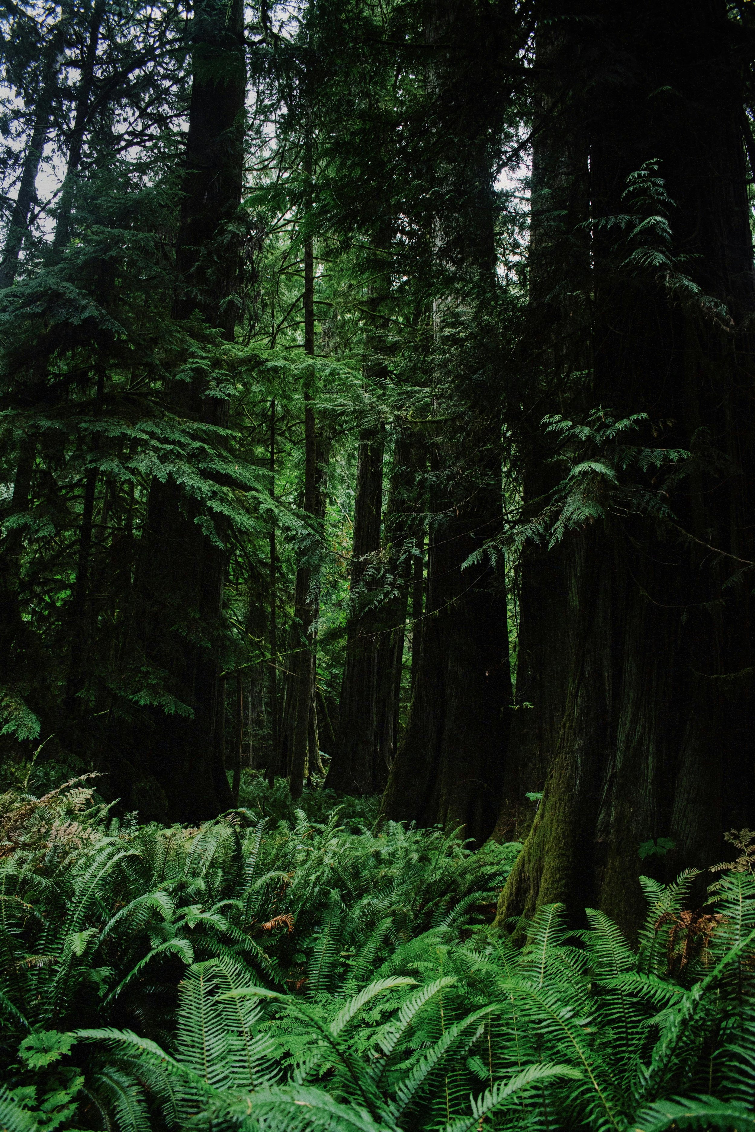 A redwood forest floor covered in ferns.