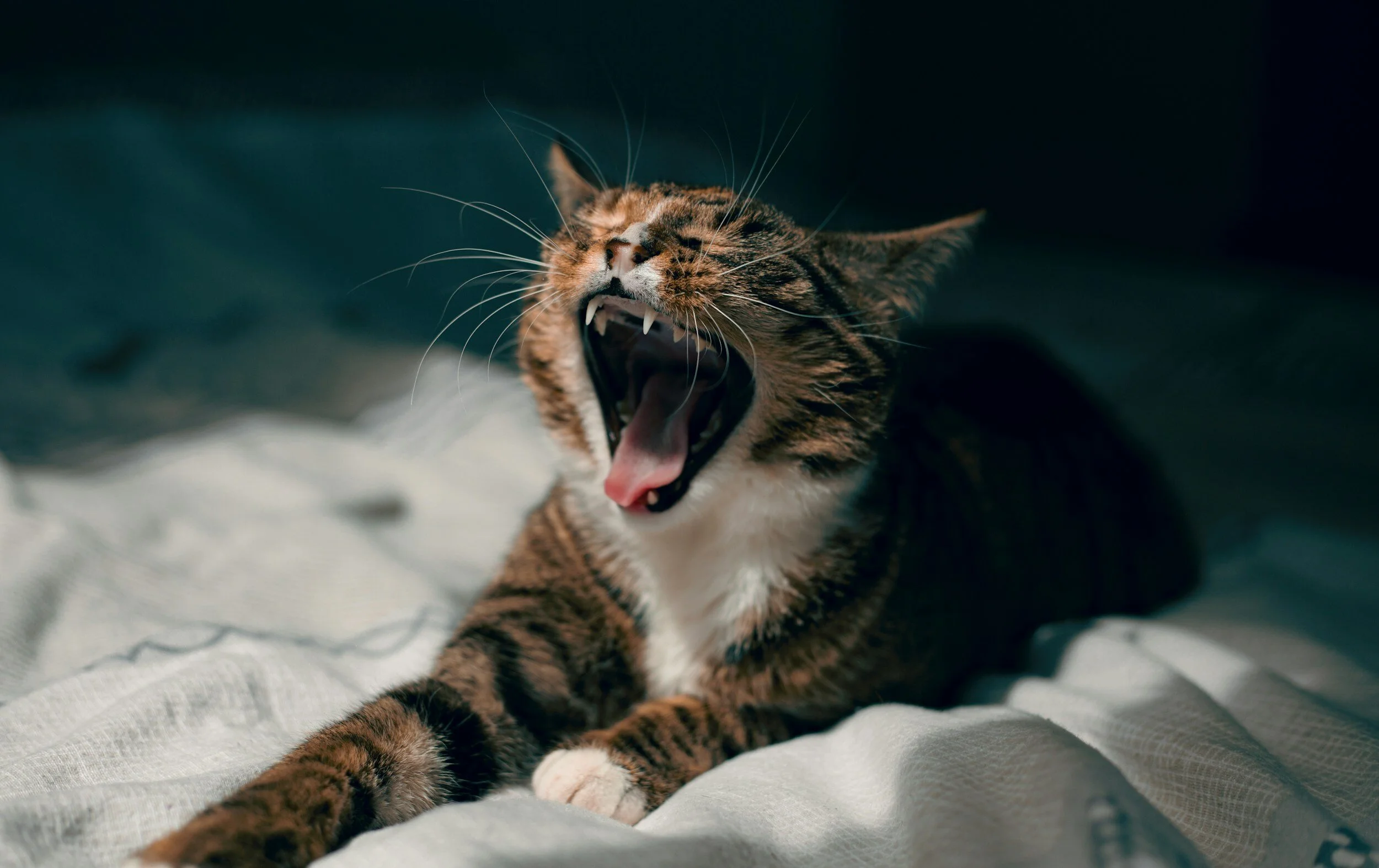 A tabby cat yawning, lying on a soft surface with a dark background.