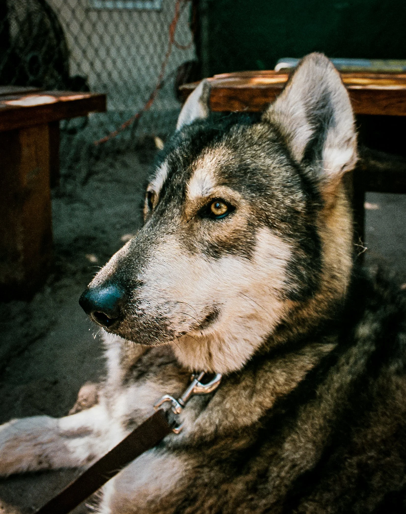 shywolf2.jpg