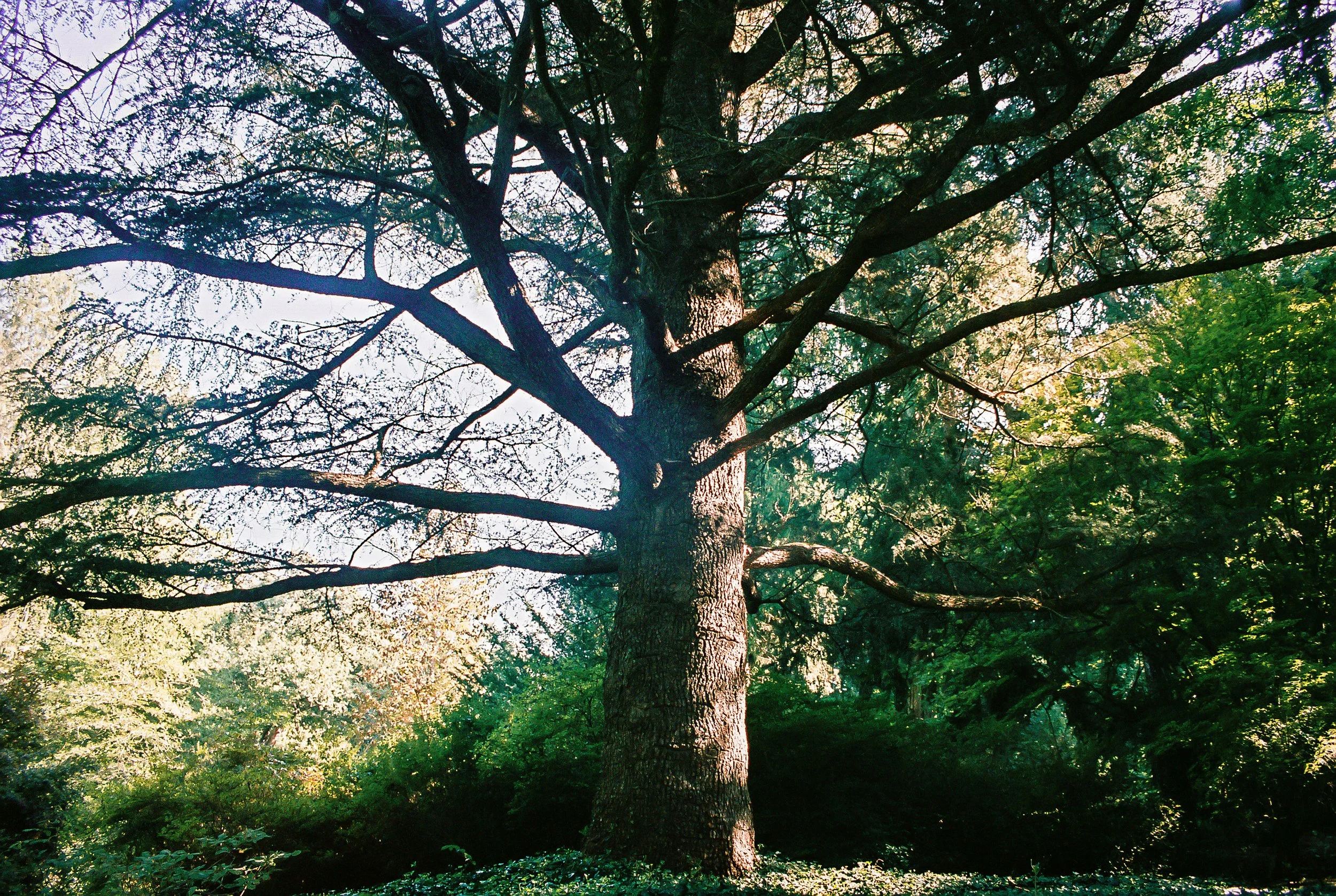 tree.jpg