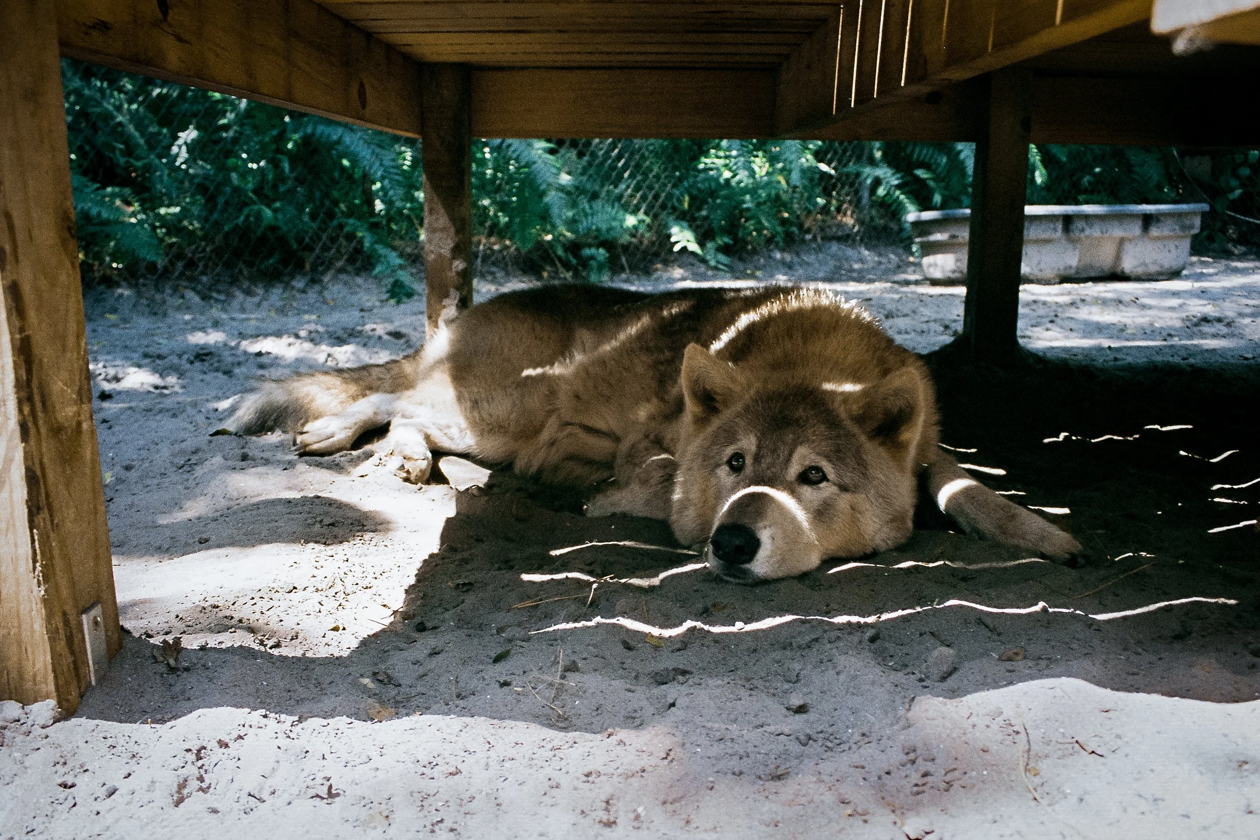 shywolf4.jpg