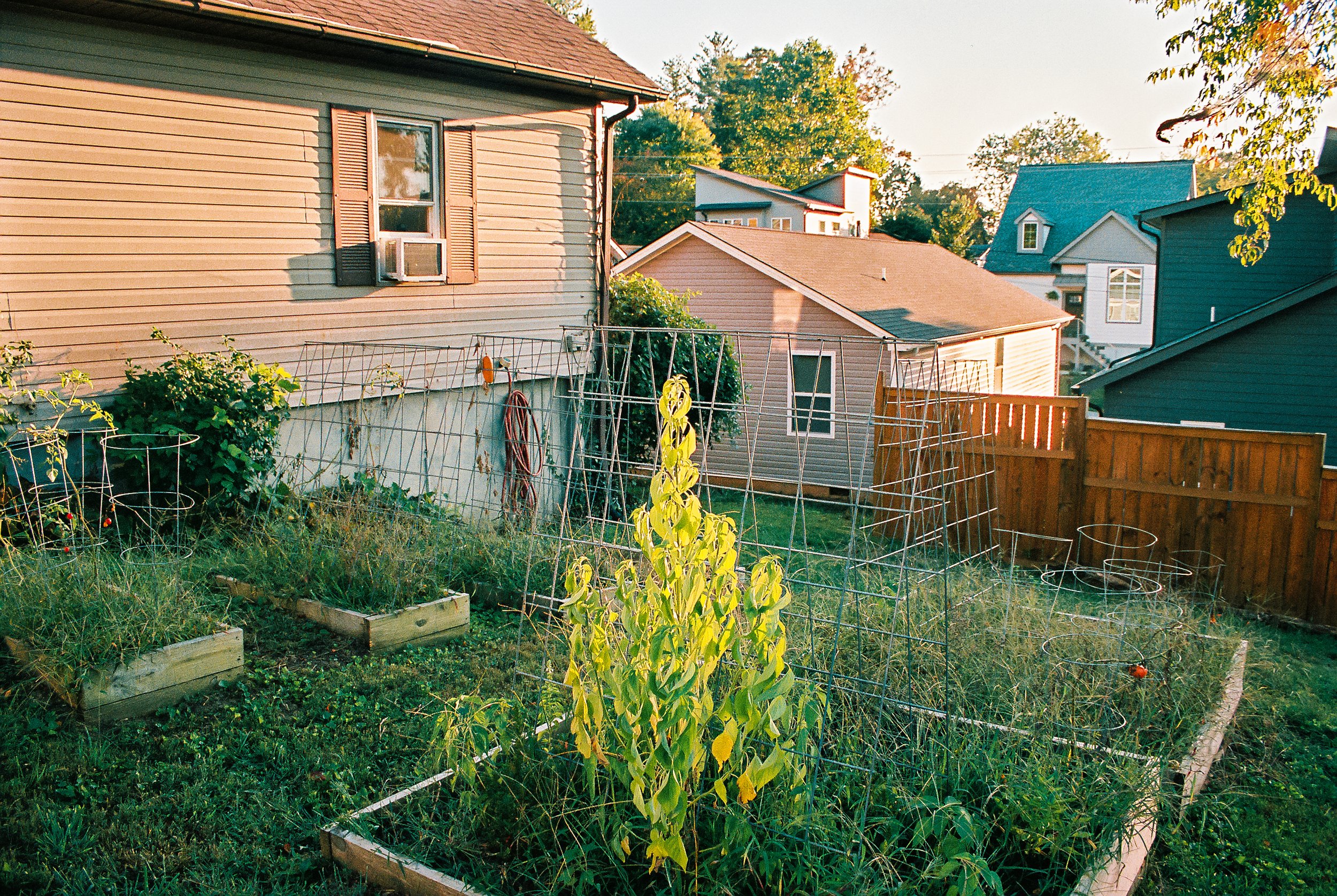 garden.jpg