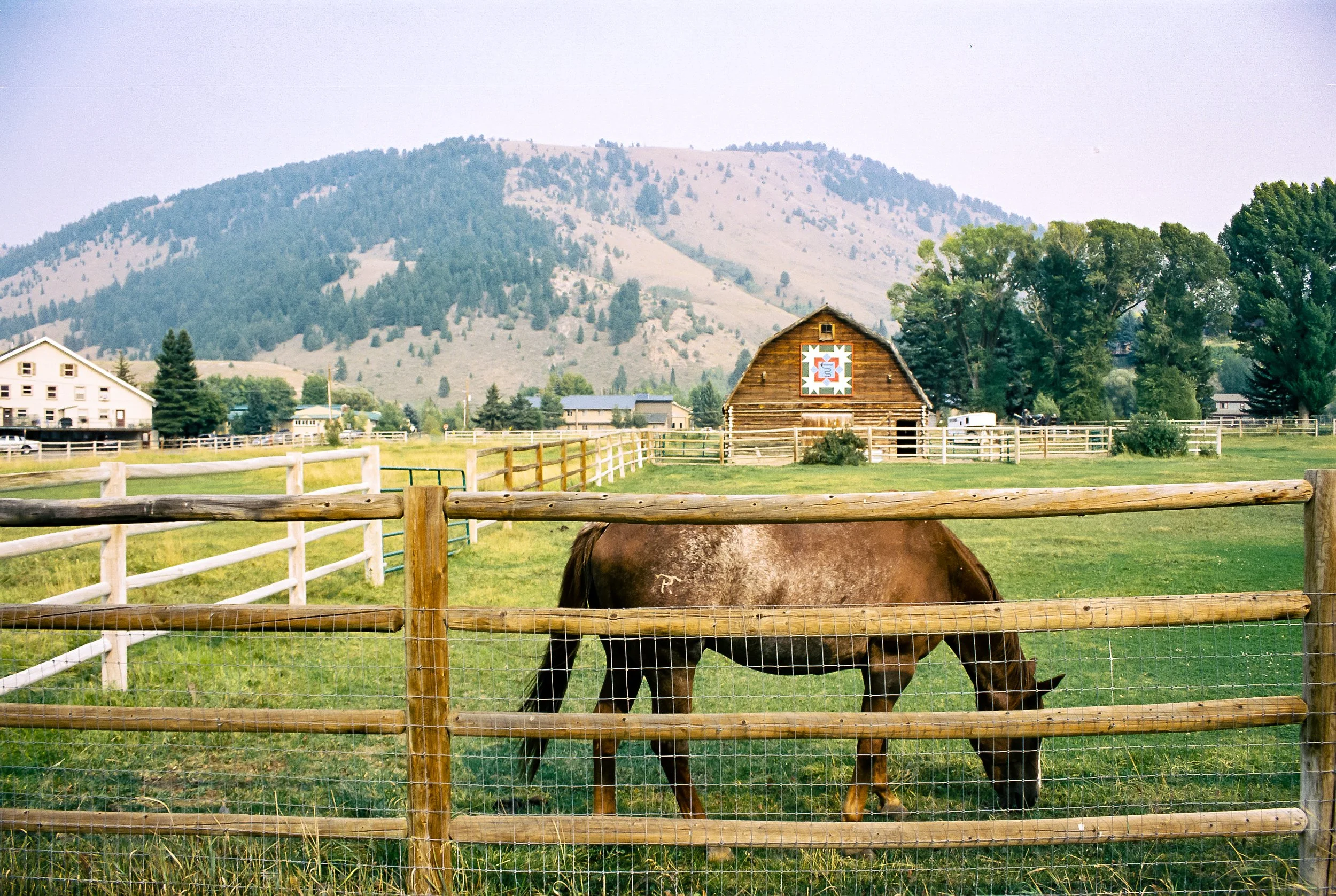  A Horse Named Jackson 