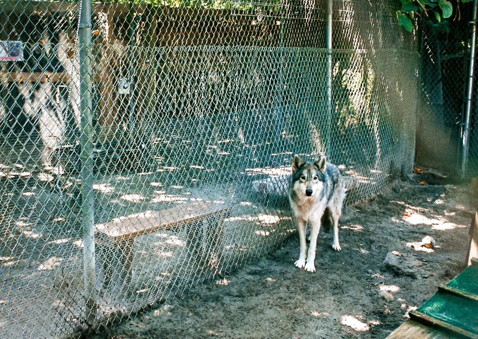 shywolf3.jpg