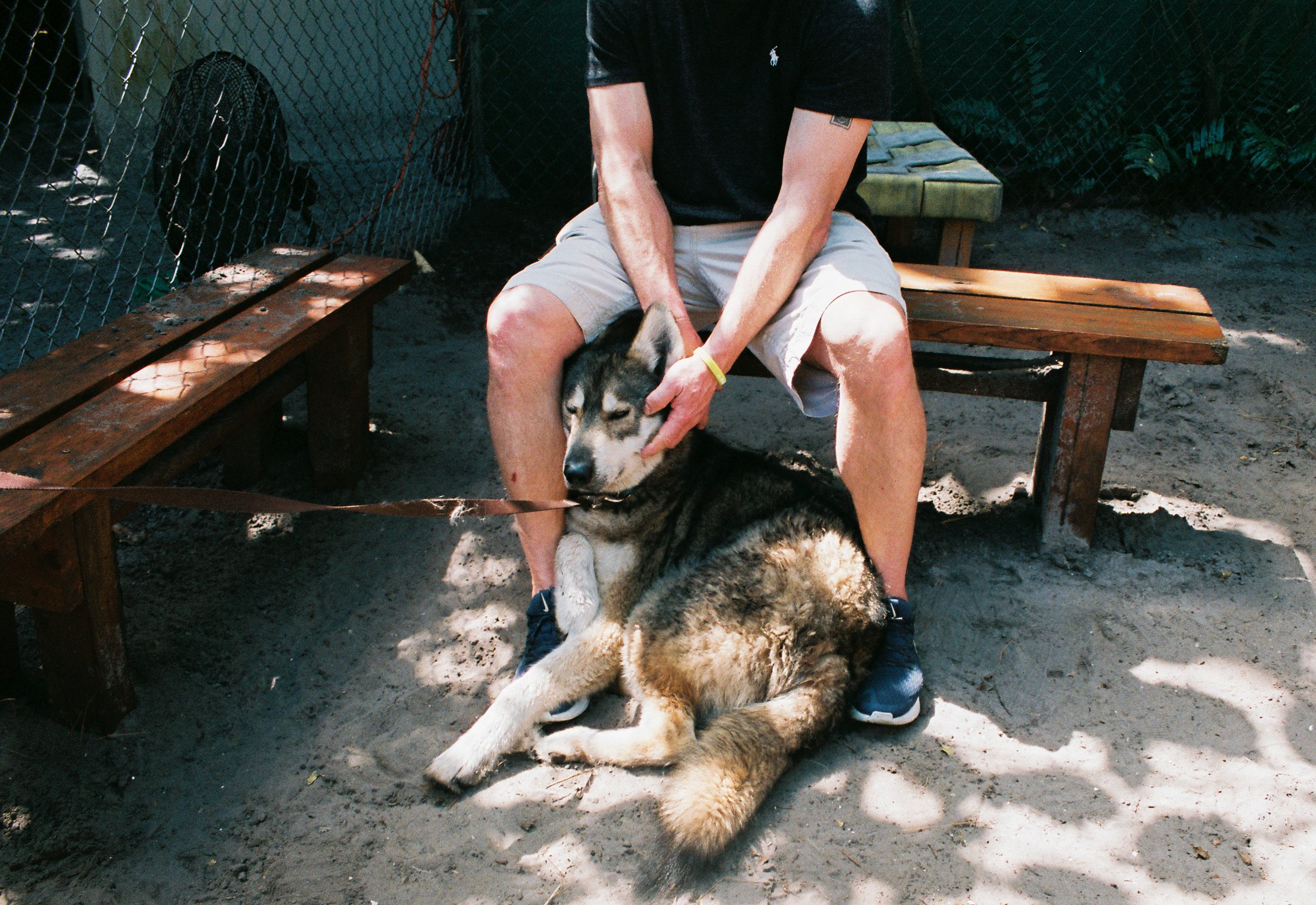 shywolf1.jpg