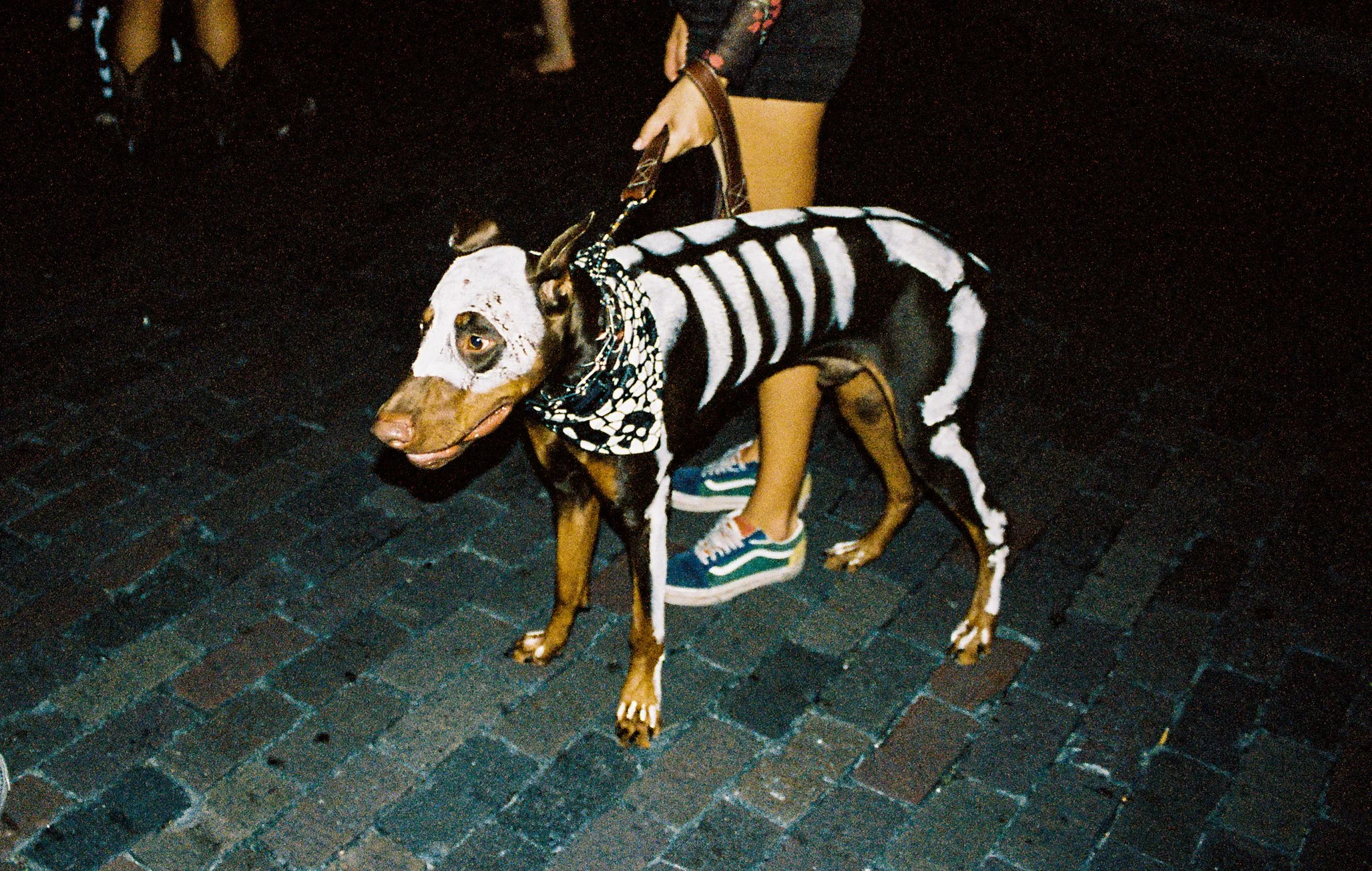 dog1.jpg
