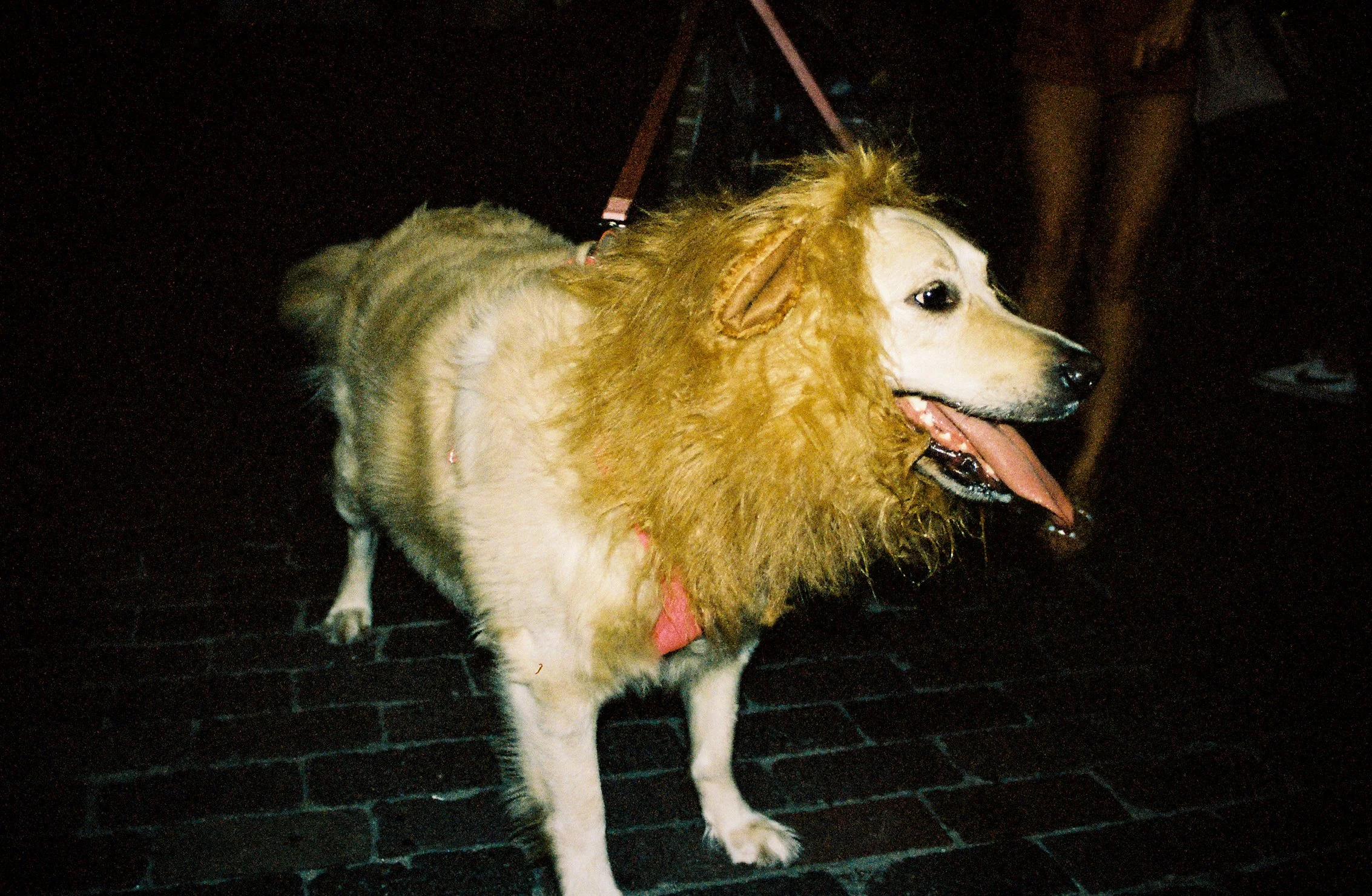dog2.jpg