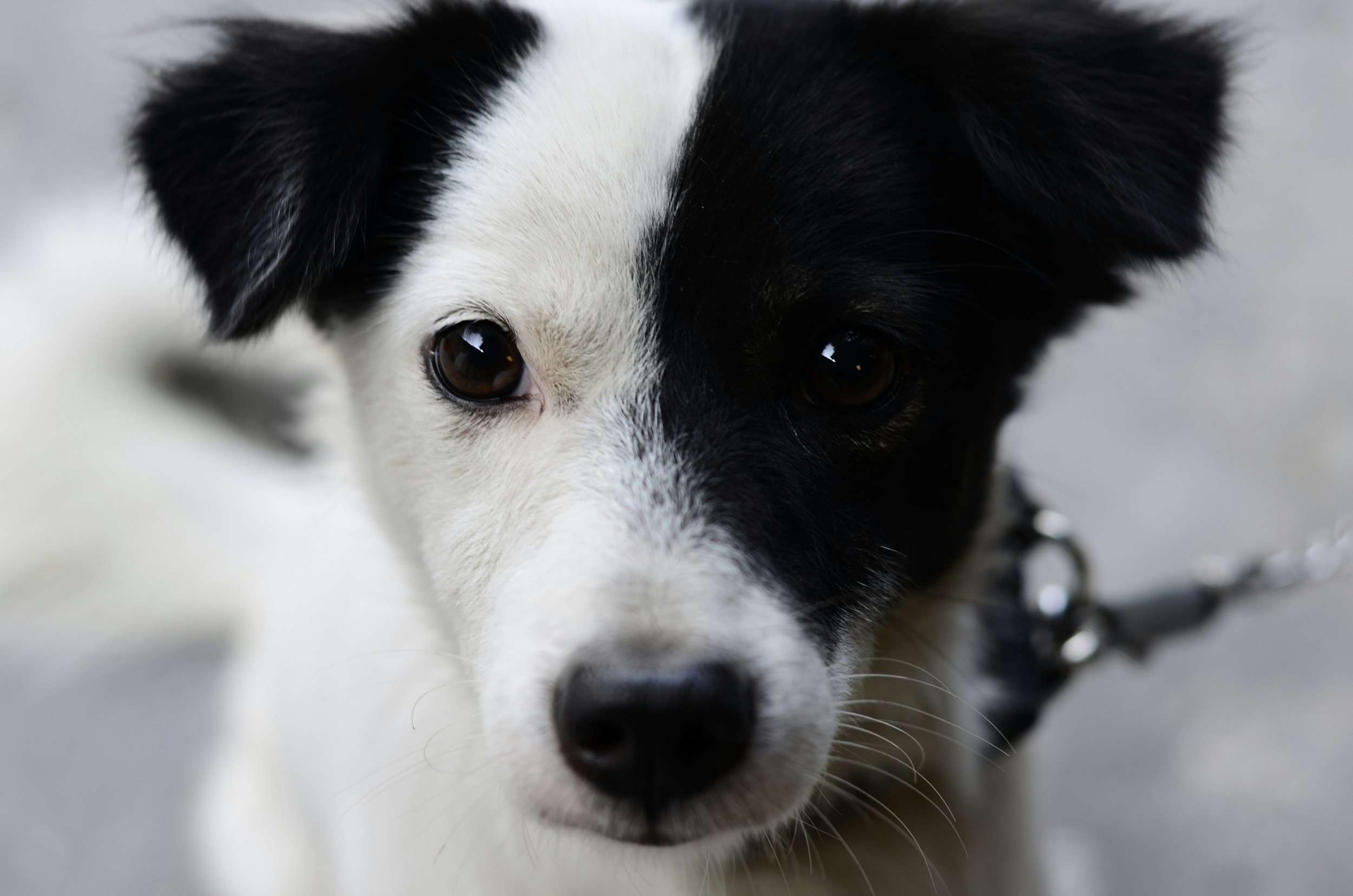 Close-up portrait of a black and white dog with distinctive markings, featuring warm brown eyes and an endearing expression.