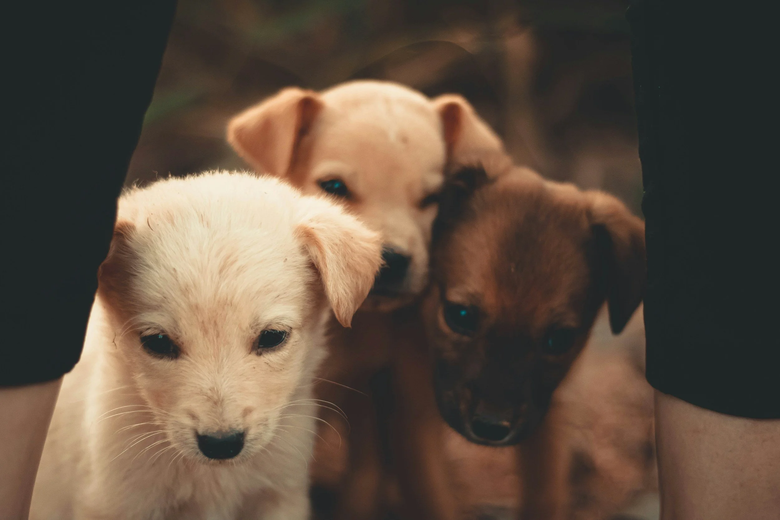 Three puppies huddled together with the silhouette of legs.