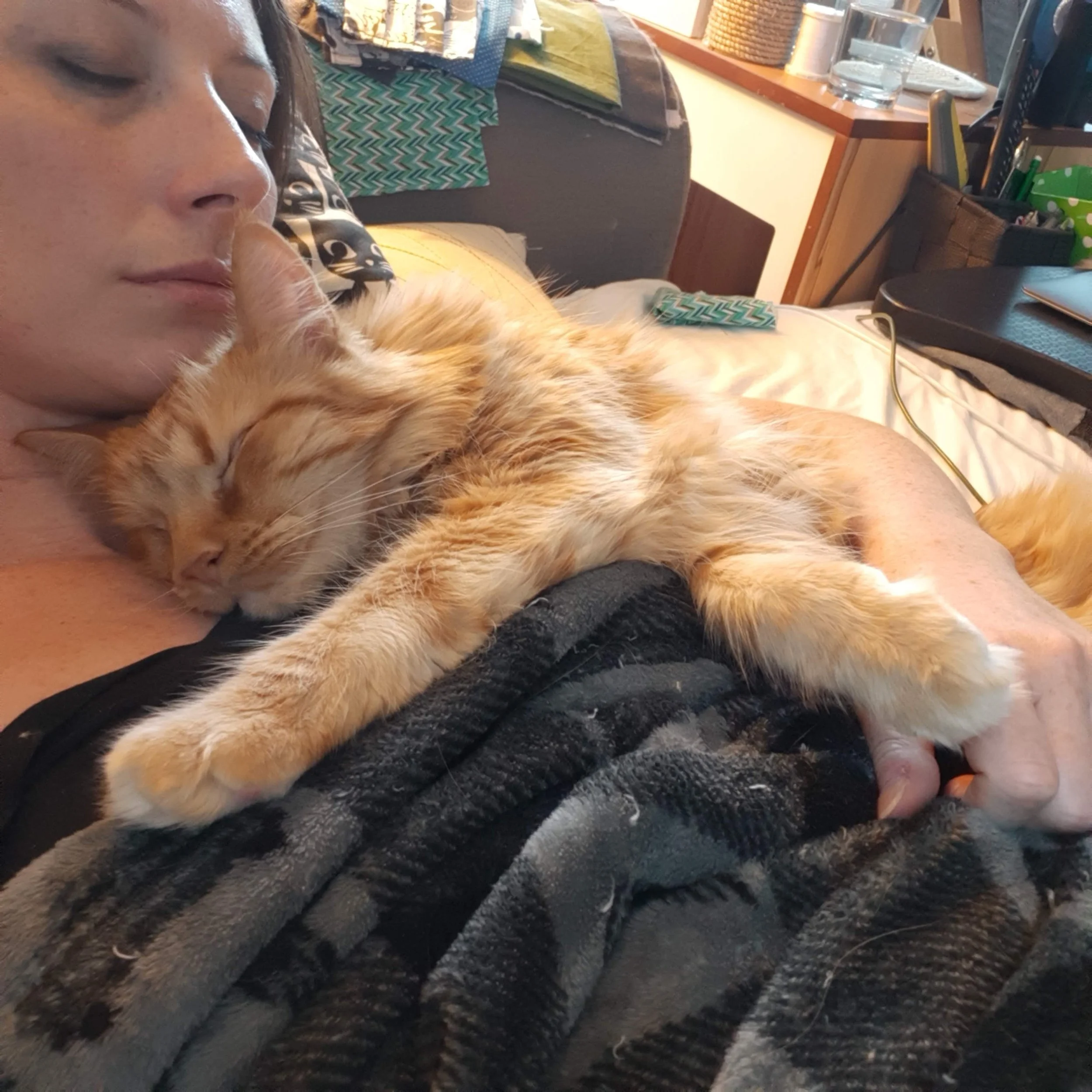 Orange tabby cat with long fur lying contentedly across person's lap in cozy indoor setting.