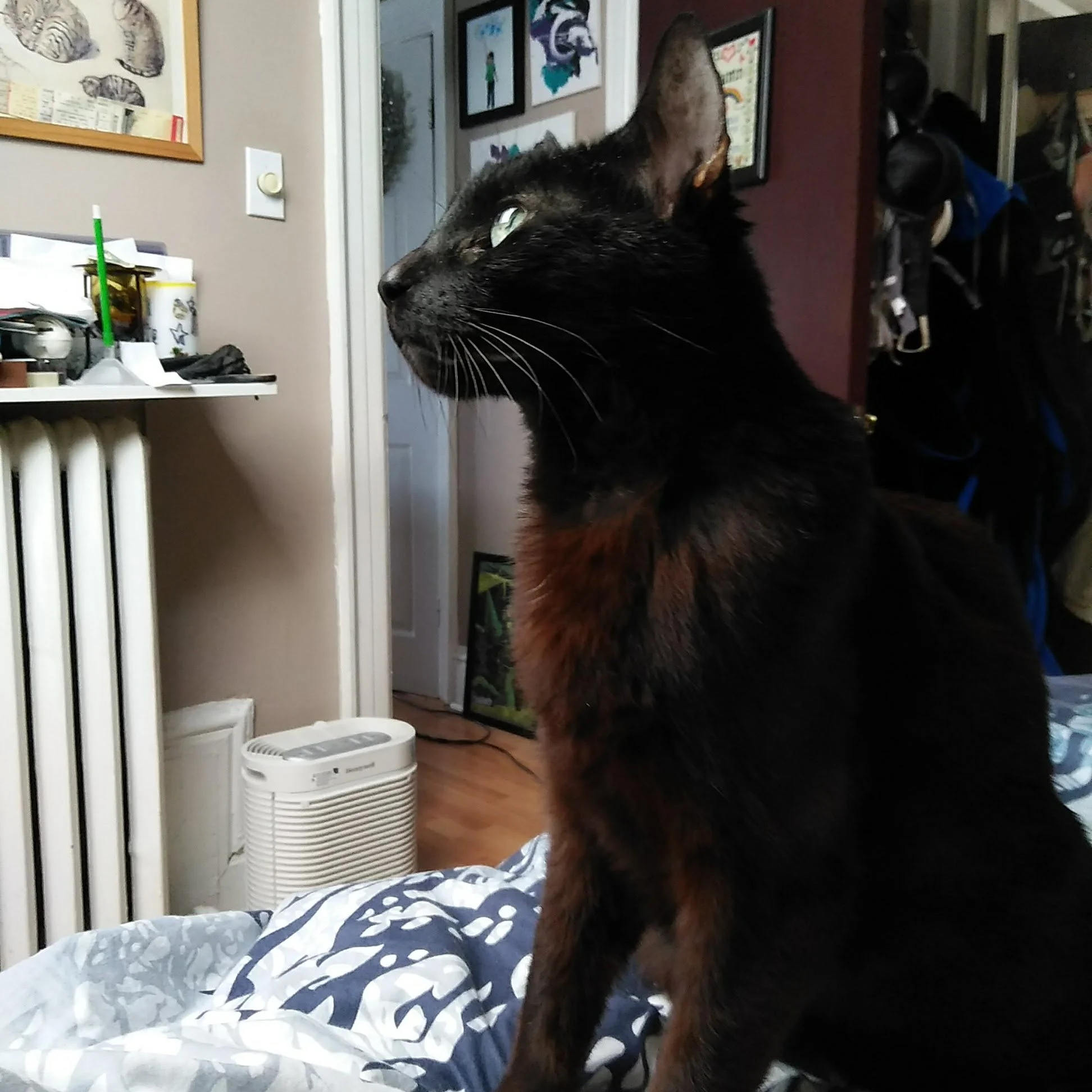 Black cat with striking green eyes sitting alert on bed, gazing toward doorway in home interior.