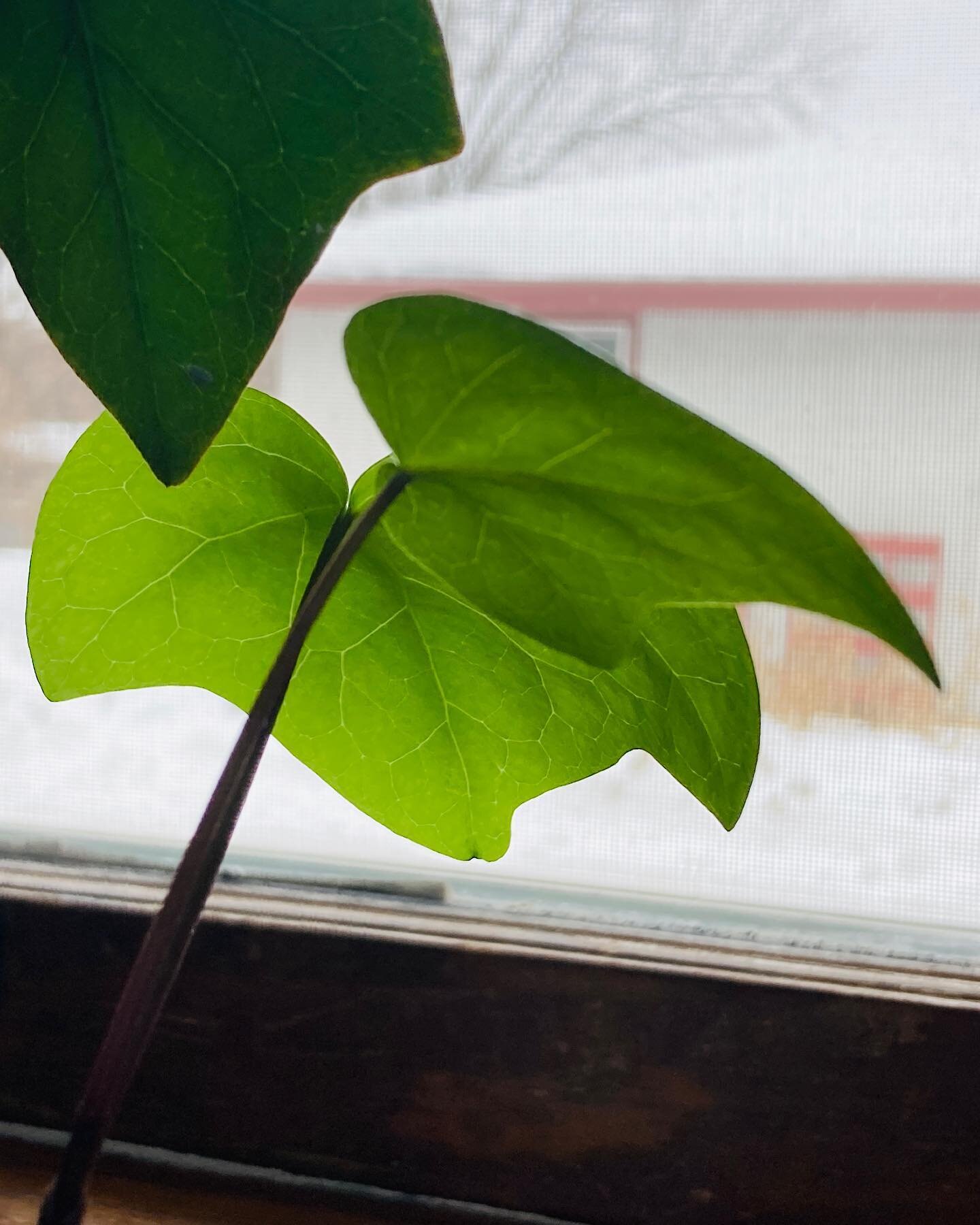 Just peeking out from behind my houseplants to say hello! Ever since the hard frost of fall I have set down much of the work of flower farming to get my house in order. Figuratively and literally bringing order to all the little piles of chaos left b