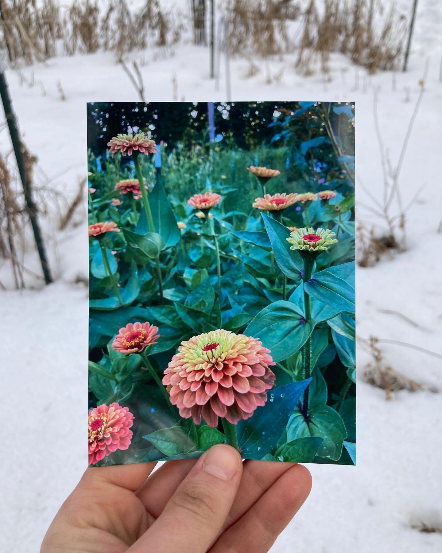 This week I took time to think through how to bring more flowers for cutting into my front yard. Up until now the front has been little used for growing stems for my CSA bouquets. While I don&rsquo;t have the perfect complete vision yet, I am going t