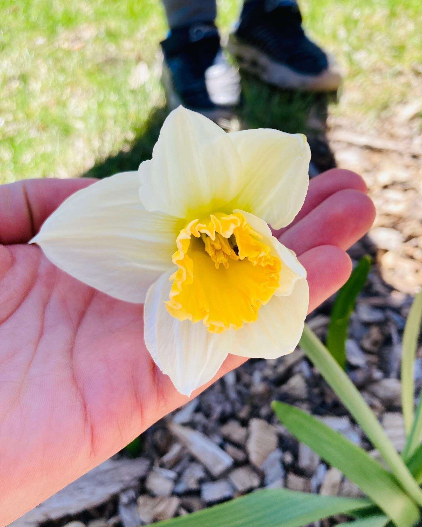 &ldquo;Hey, can you stand between the sun and this flower so I can take a better picture?&rdquo; First flower this season in my yard on this beautiful sunny day. My younger one tried to shield it from the wind, but I explained it can tolerate the win