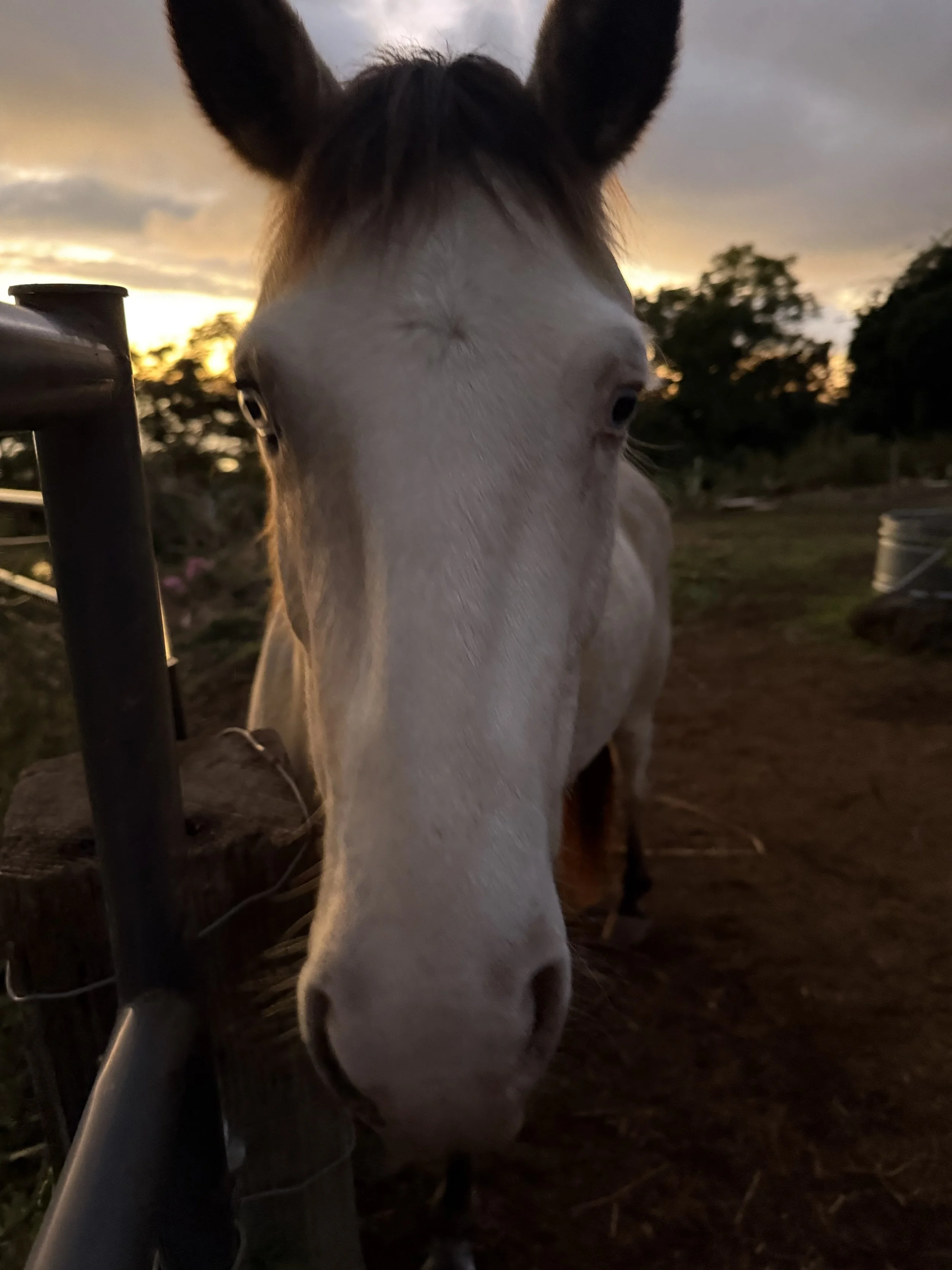 IMG_0688.jpeg