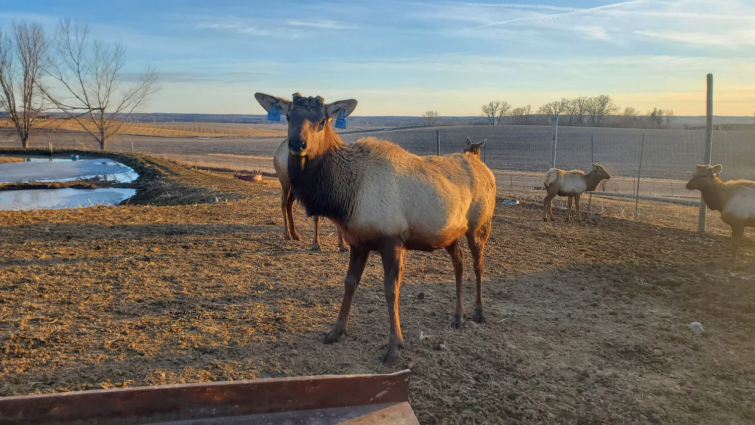 Antler Ridge Elk Ranch | Locally Raised Elk Meat