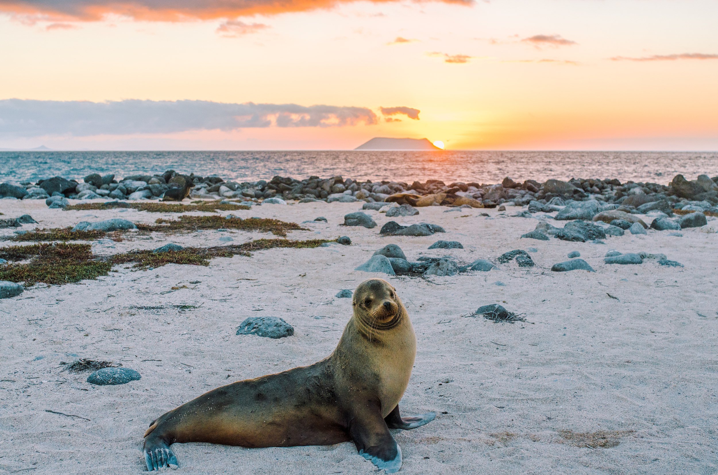 Sea-lion and sunset in the Galapagos Islands.jpg