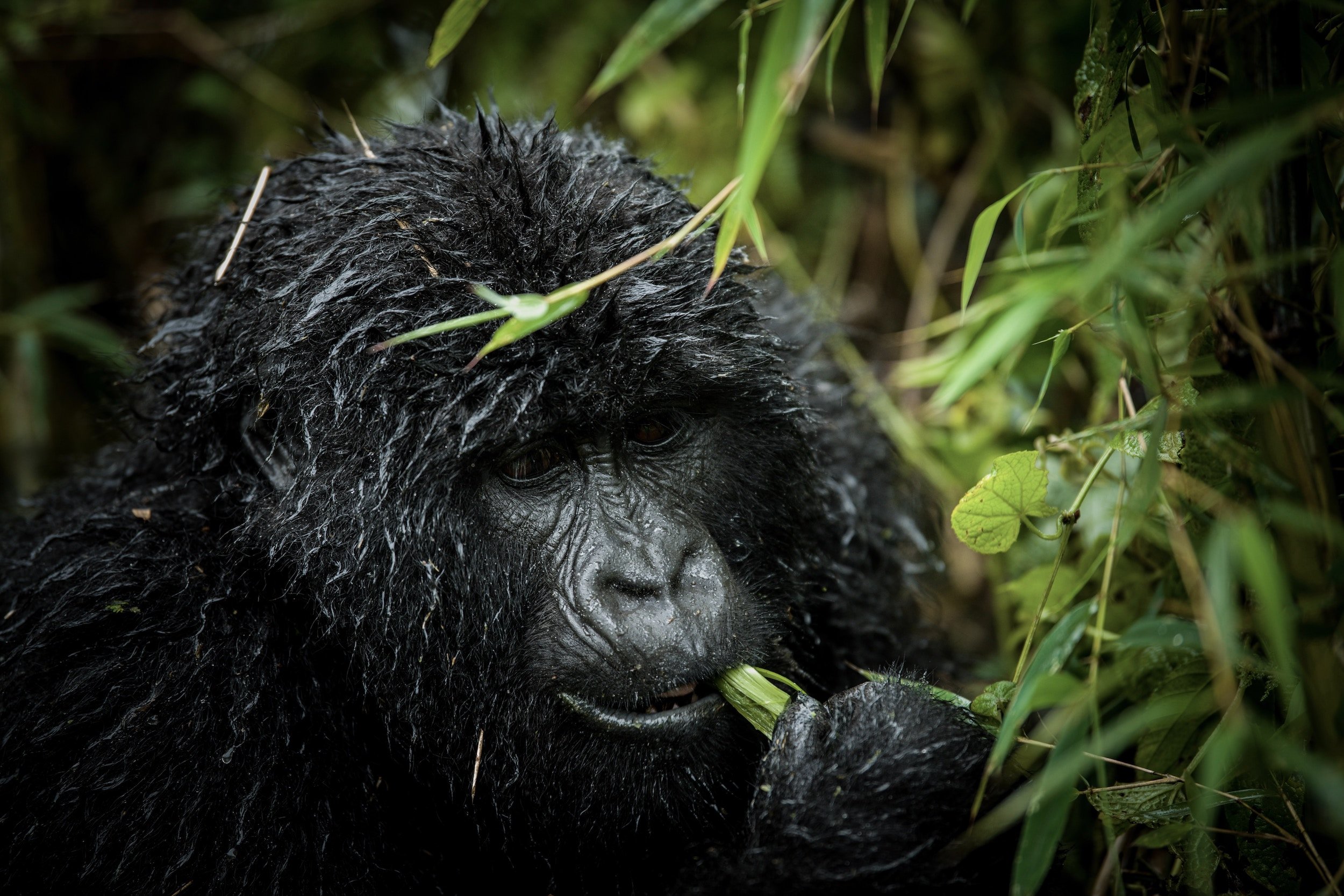 gorilla-trekking-rwanda.jpg