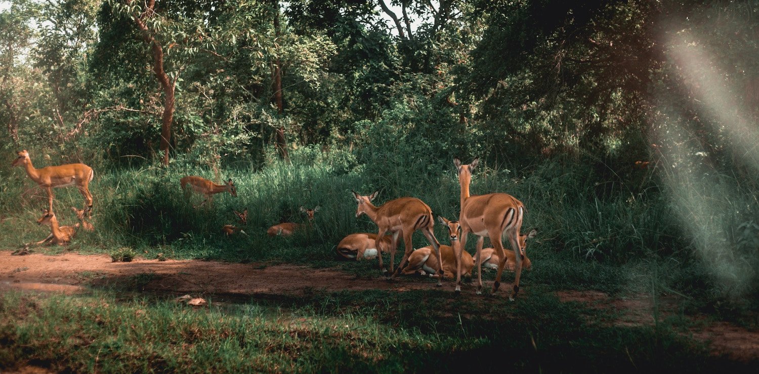rwanda-akagera-national-park-safari.jpg