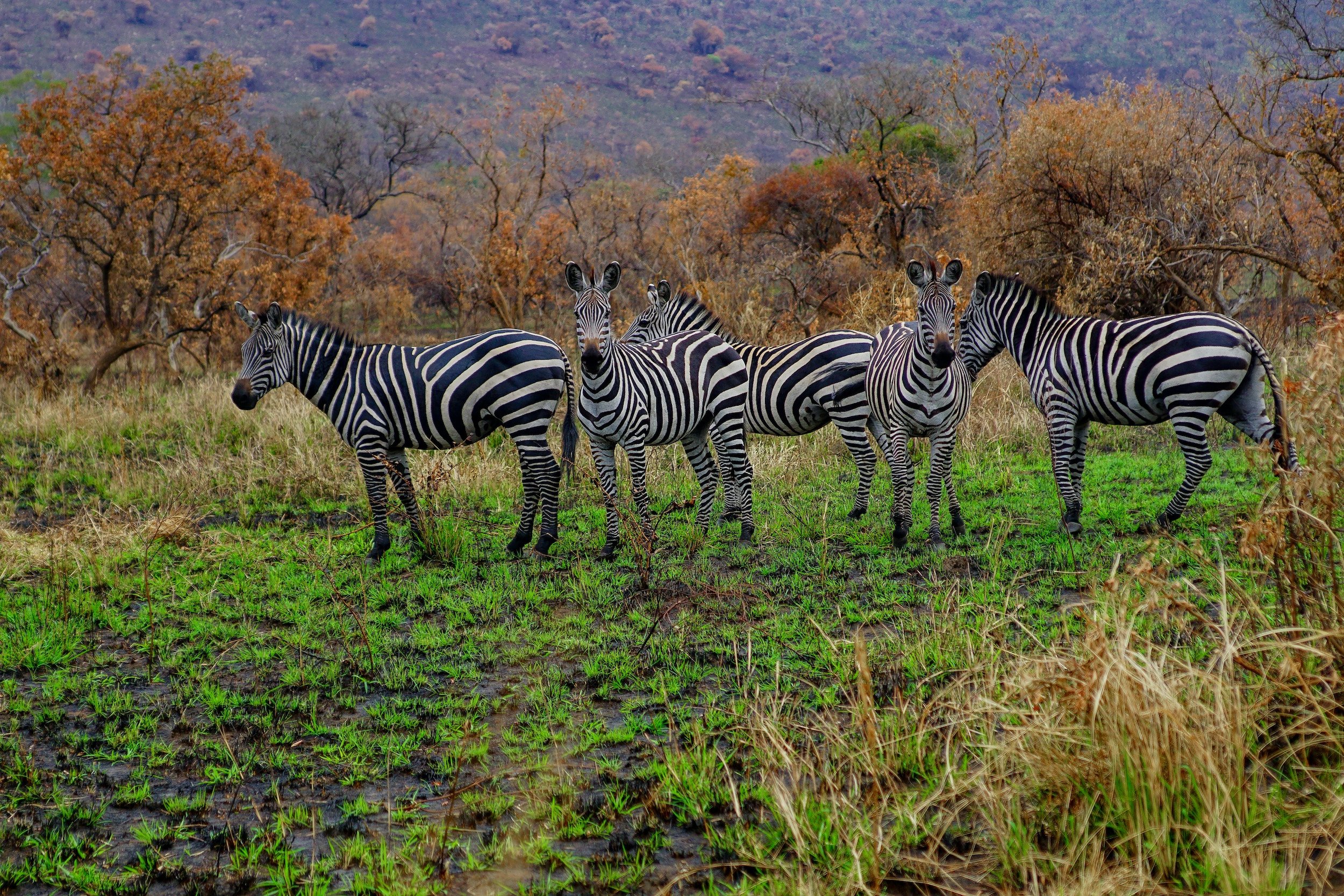 rwanda-akagera-national-park-zebra.jpg
