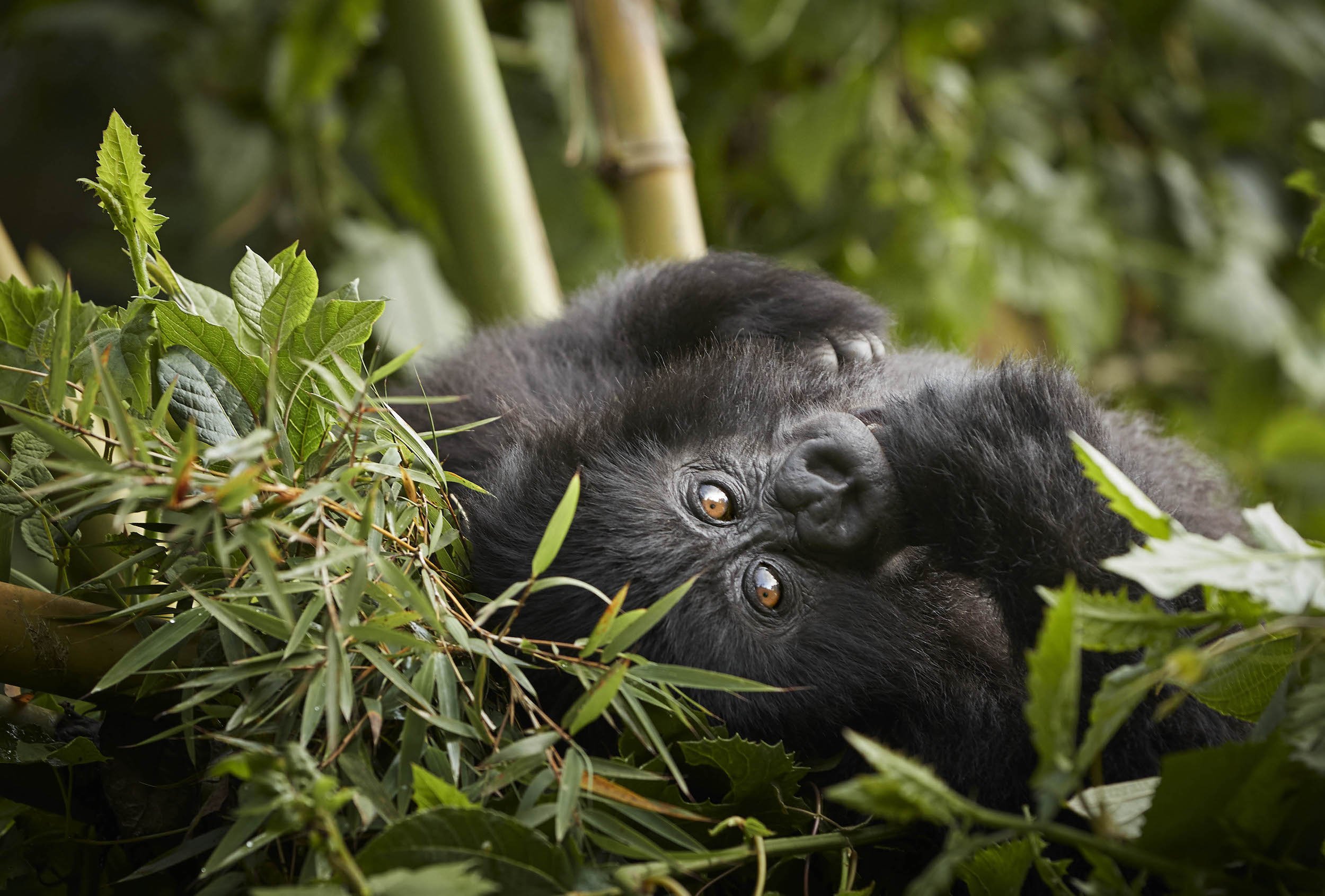 gorillas-nest-gorilla-sighting.jpg