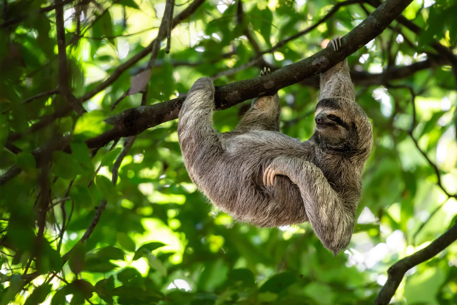 costa-rica-sloth-hanging-from-tree-astk-1800x0-c-default (1).jpeg