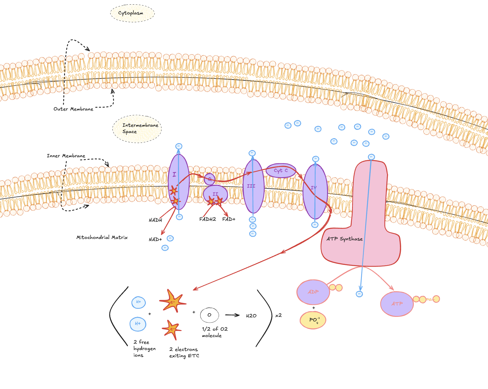 Glycolysis, Krebs, and the Electron Transport Chain (Explained for Humans)