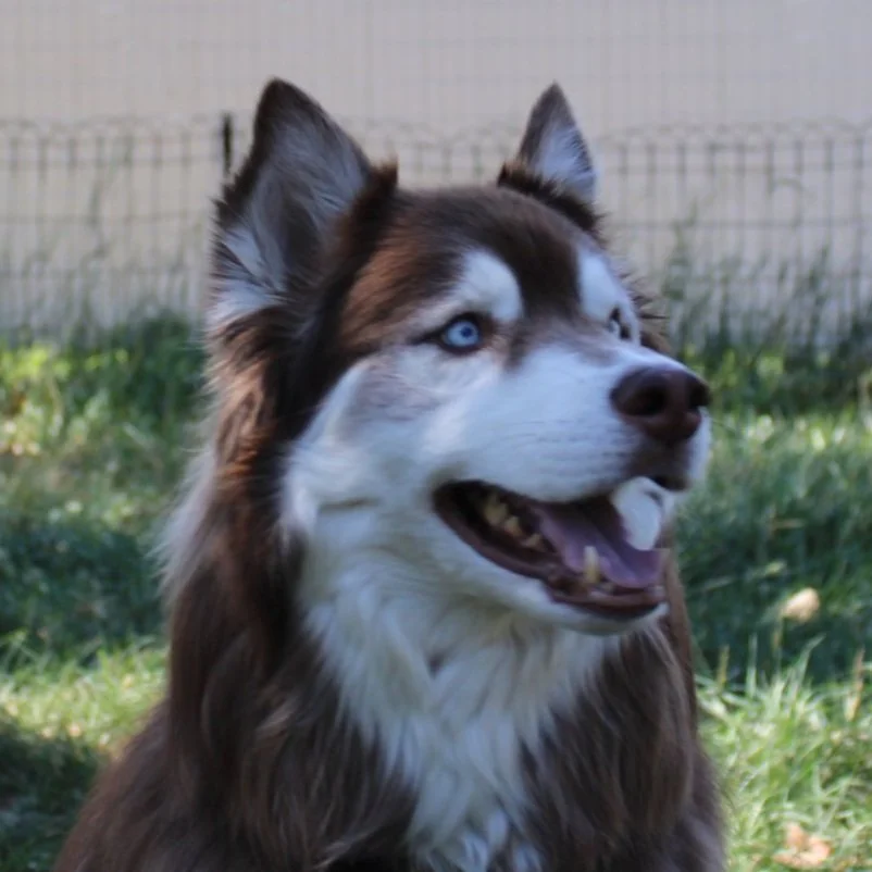 Meet the Team Leaders One of the Pack Dog Training Fort Collins
