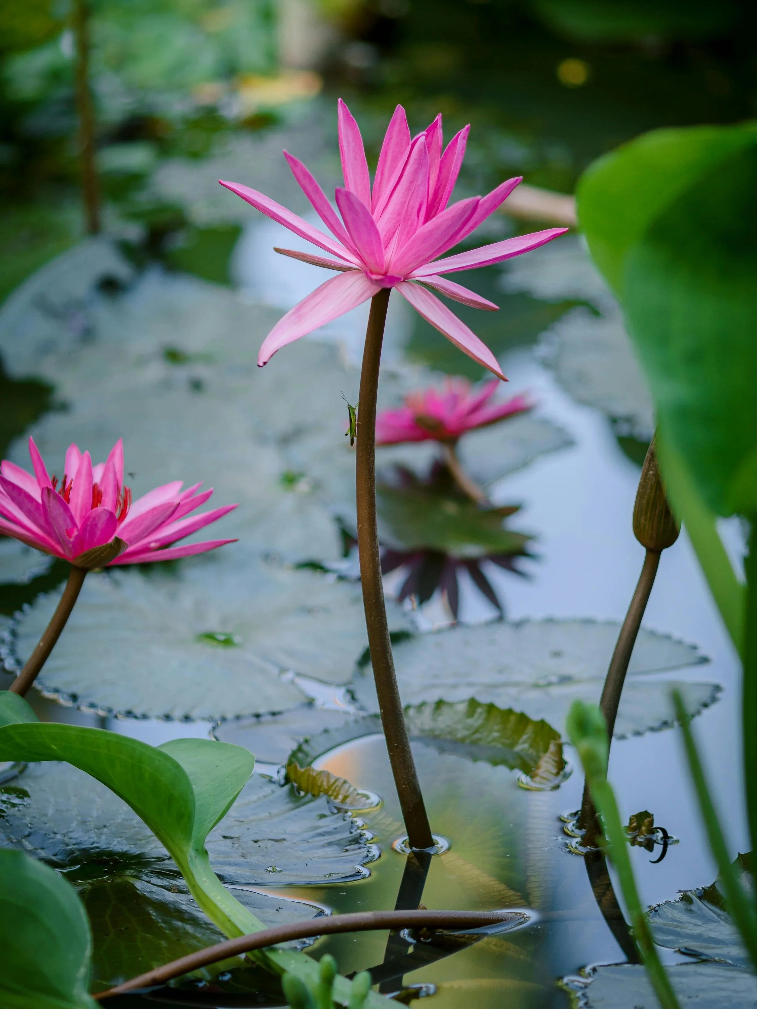 Pink water lilies blooming in a pond with green lily pads and surrounding foliage.