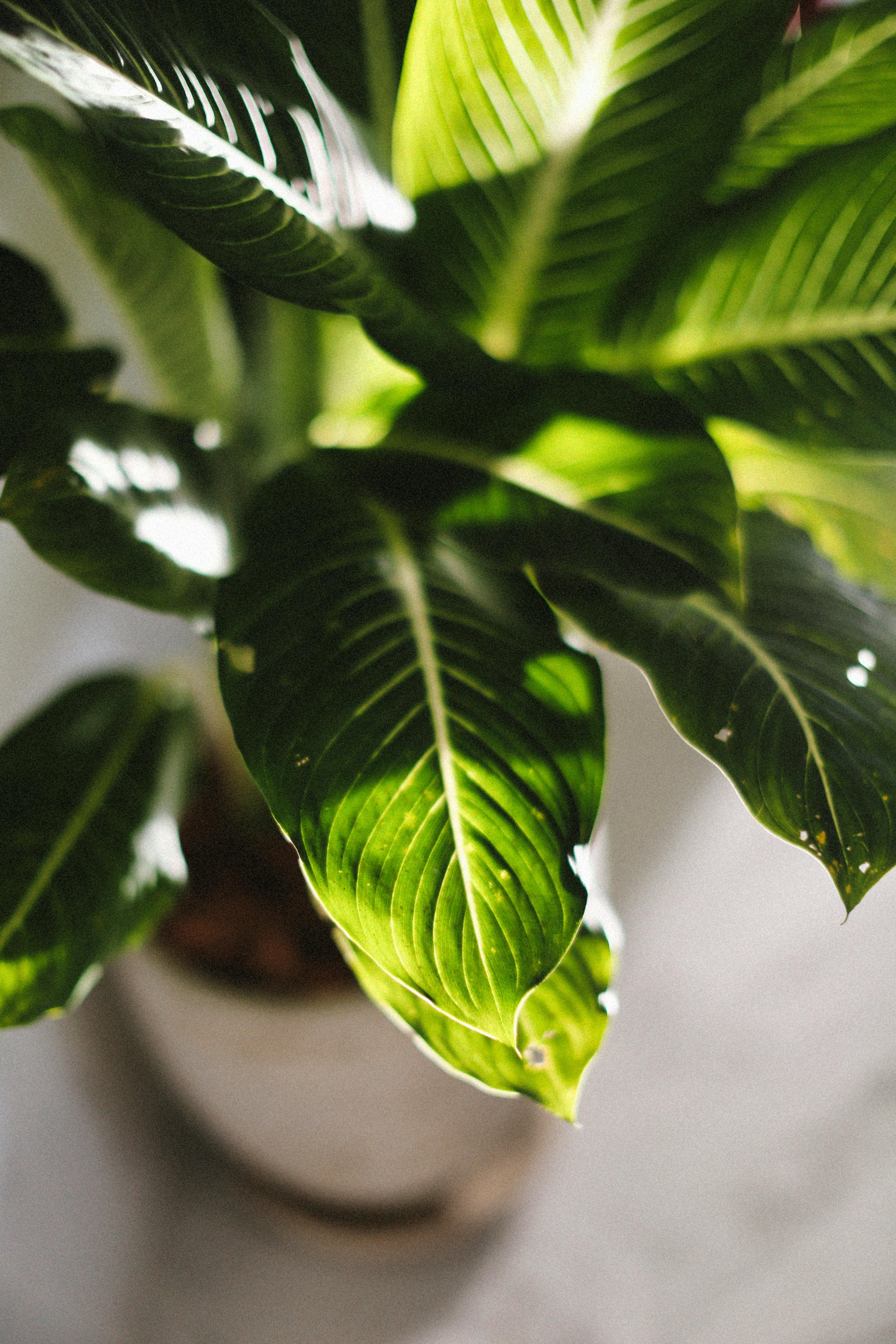 Close-up of large green leaves with prominent veins on a potted plant, illuminated by natural light.