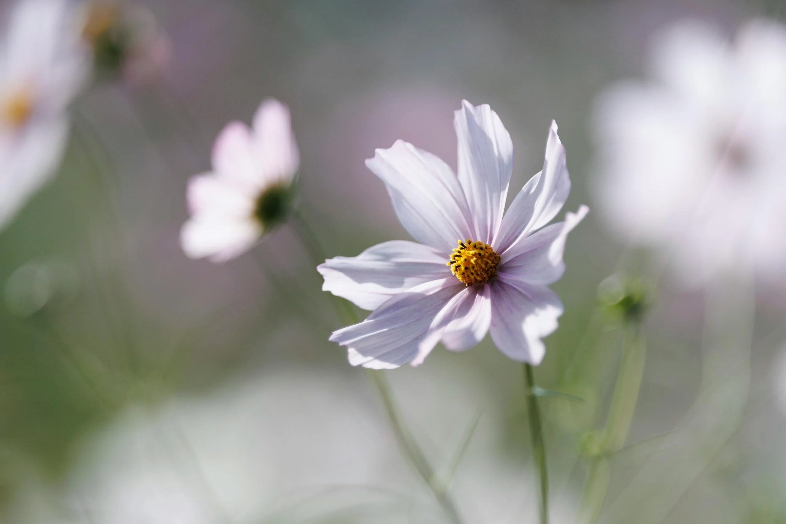 A close-up of a delicate white flower with a yellow center, blurred flowers in the background.