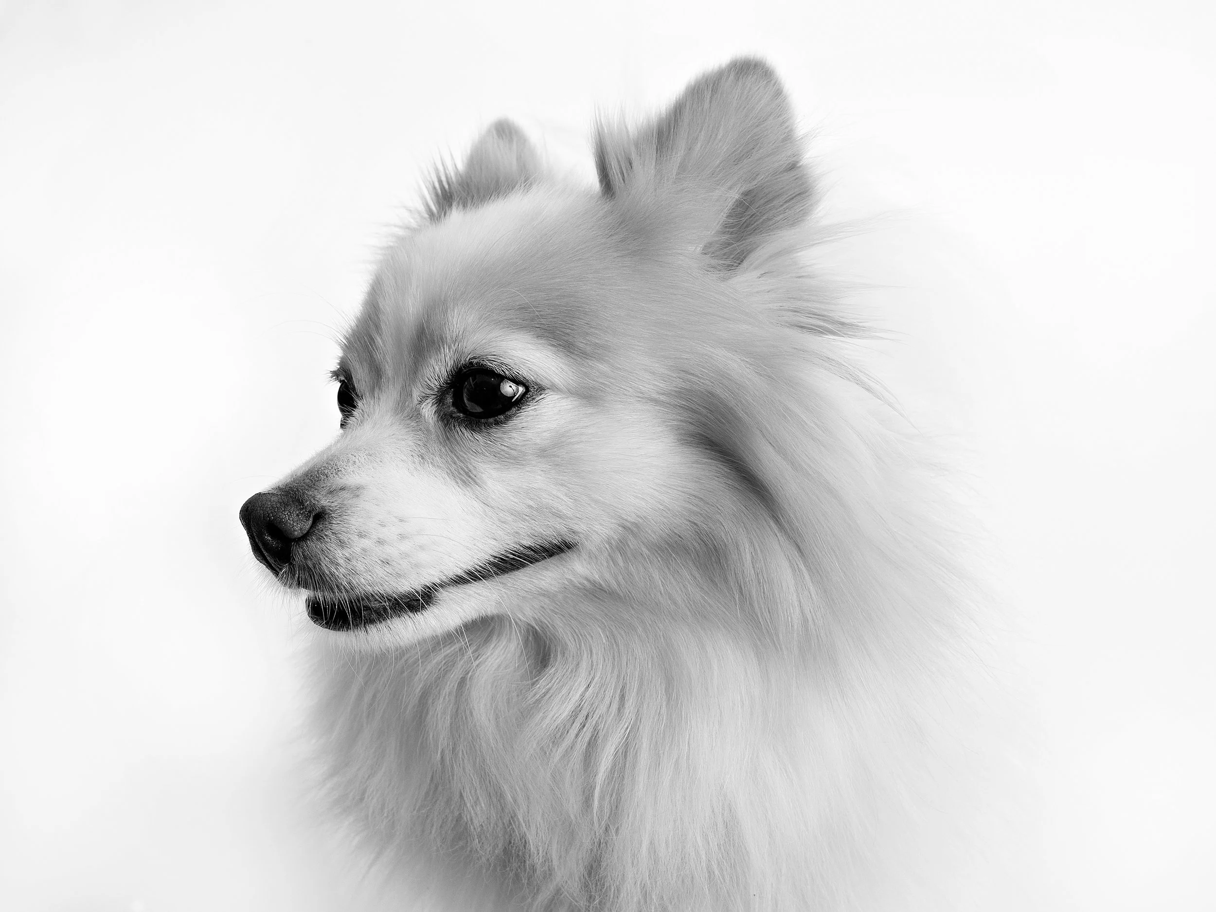 Black and white photo of a dog with fluffy fur and pointed ears, looking to the side.