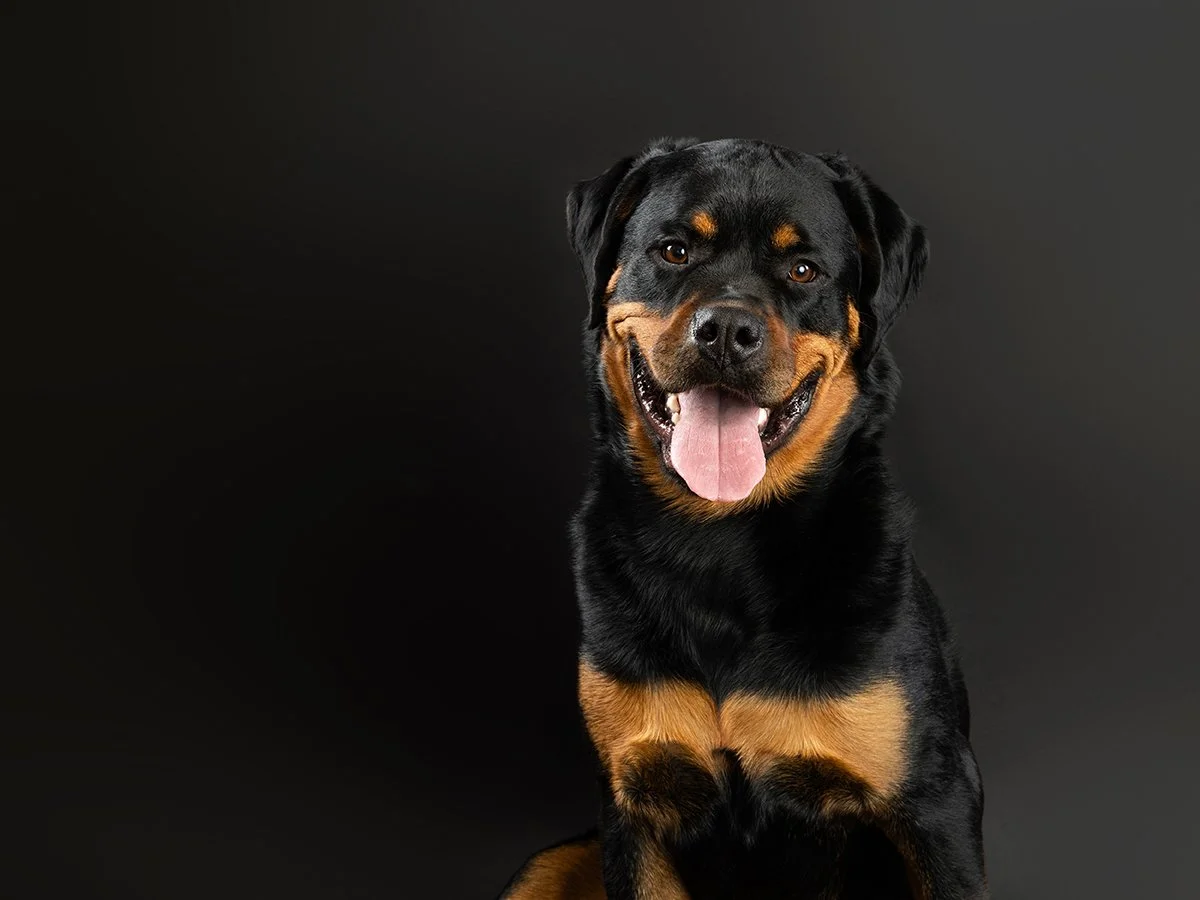 Pet photography at Studio Q Photography in Vancouver WA.