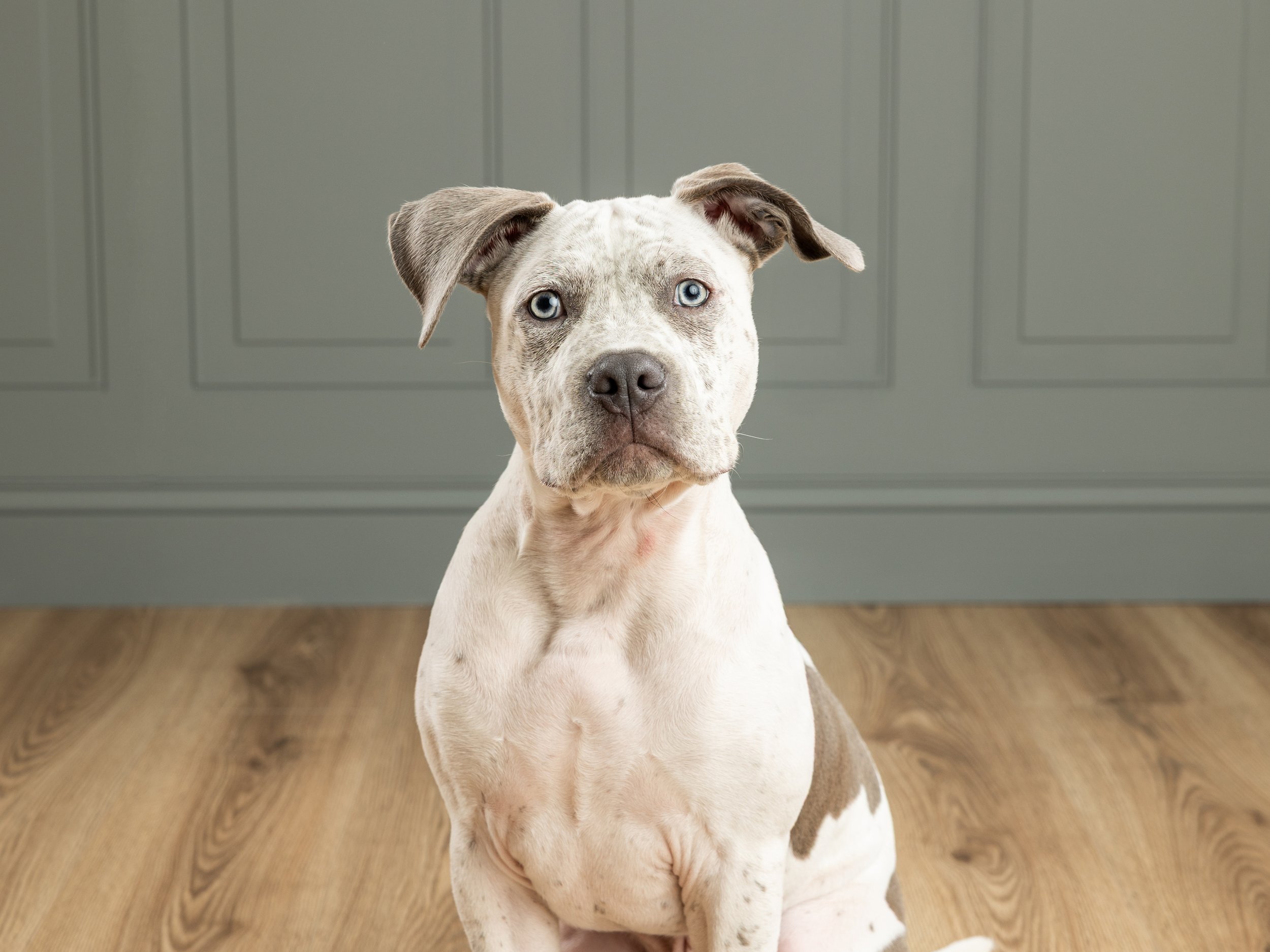 A young dog with a white coat and brown patches, sitting on a wooden floor in front of a light gray wall, looking directly at the camera.