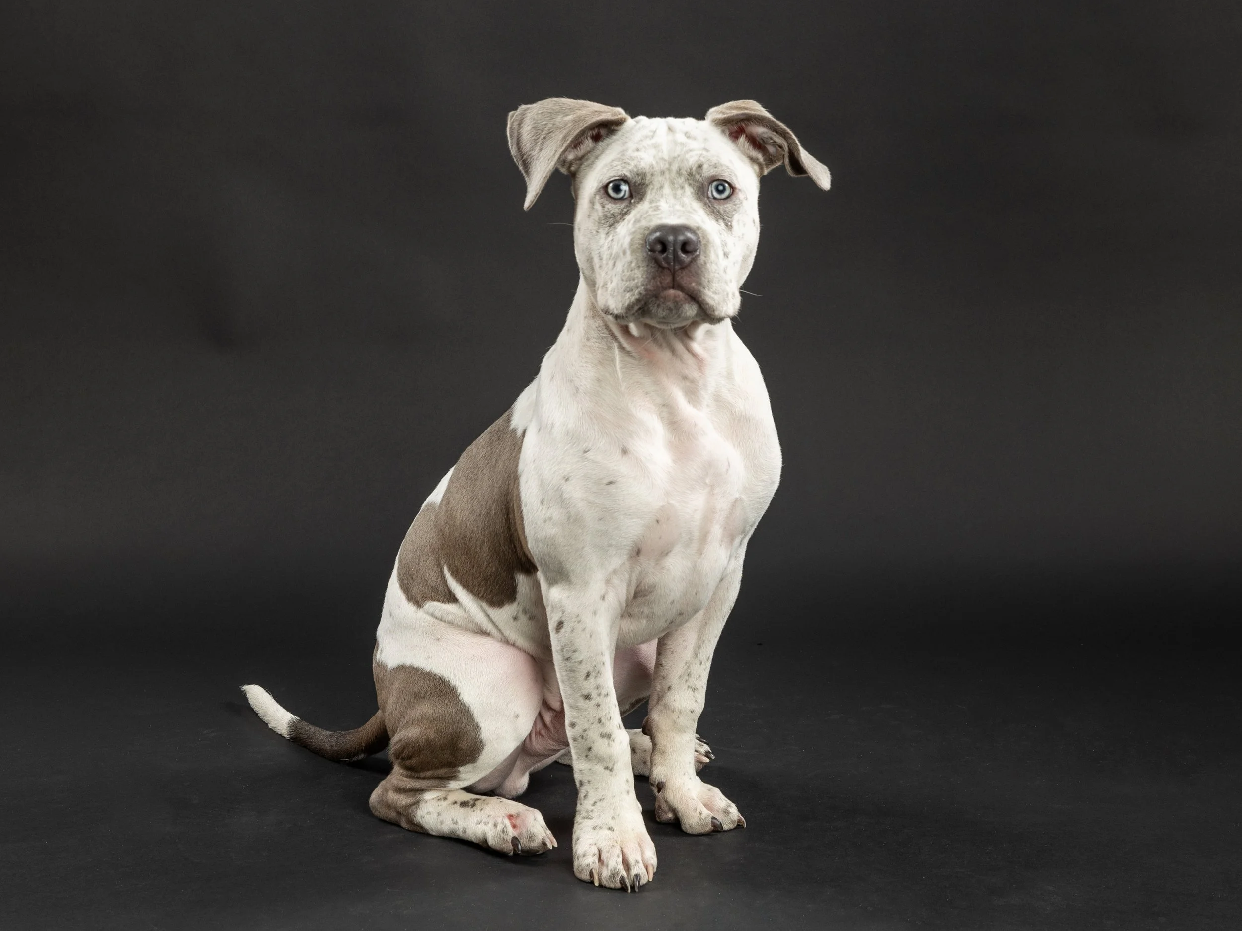 Pet photography at Studio Q Photography in Vancouver WA.