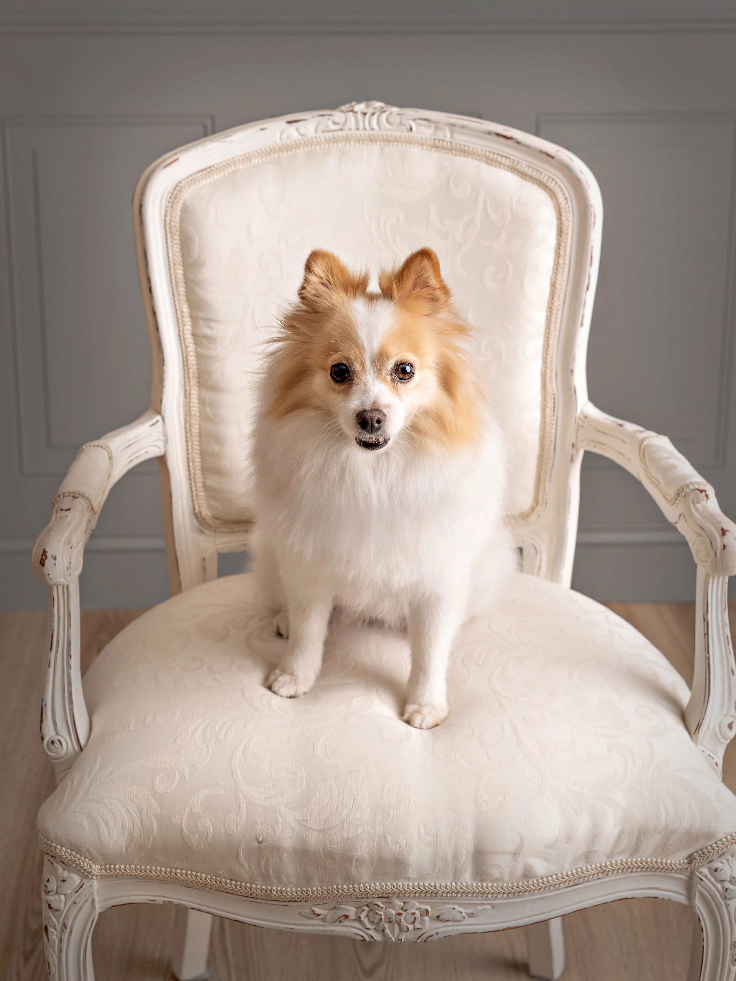 
Pet photography at Studio Q Photography in Vancouver WA.