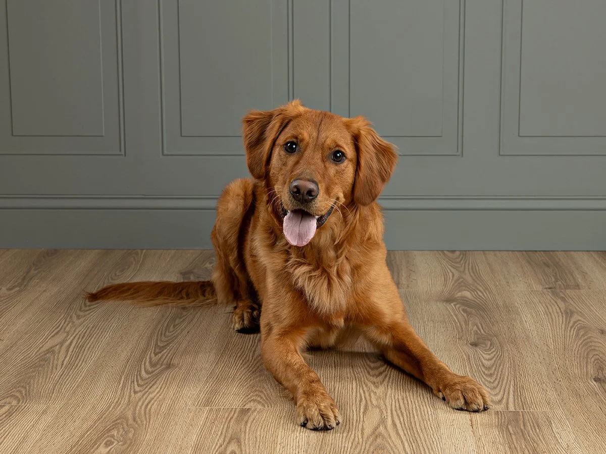 Pet photography at Studio Q Photography in Vancouver WA.