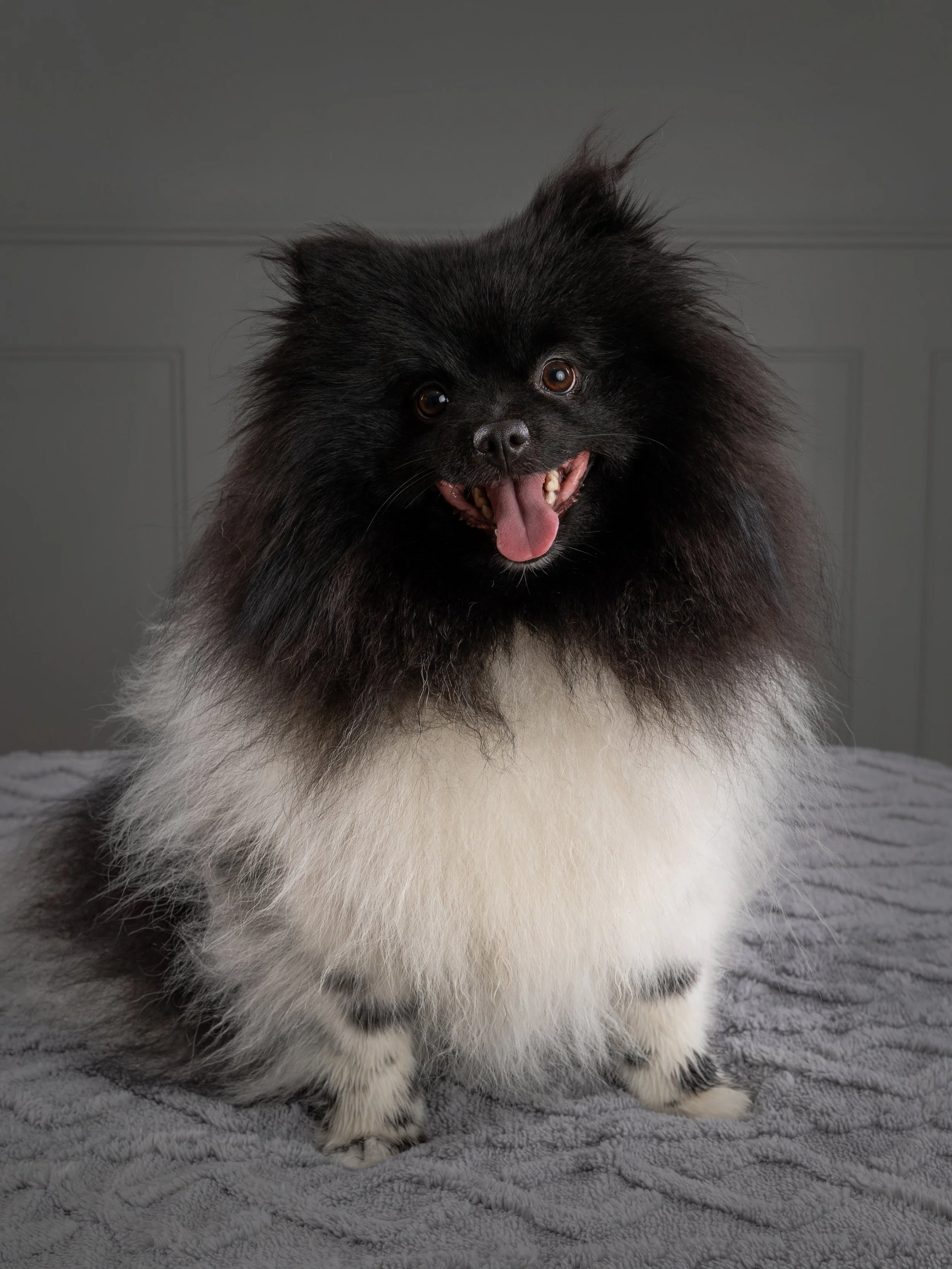 Pet photography at Studio Q Photography in Vancouver WA.