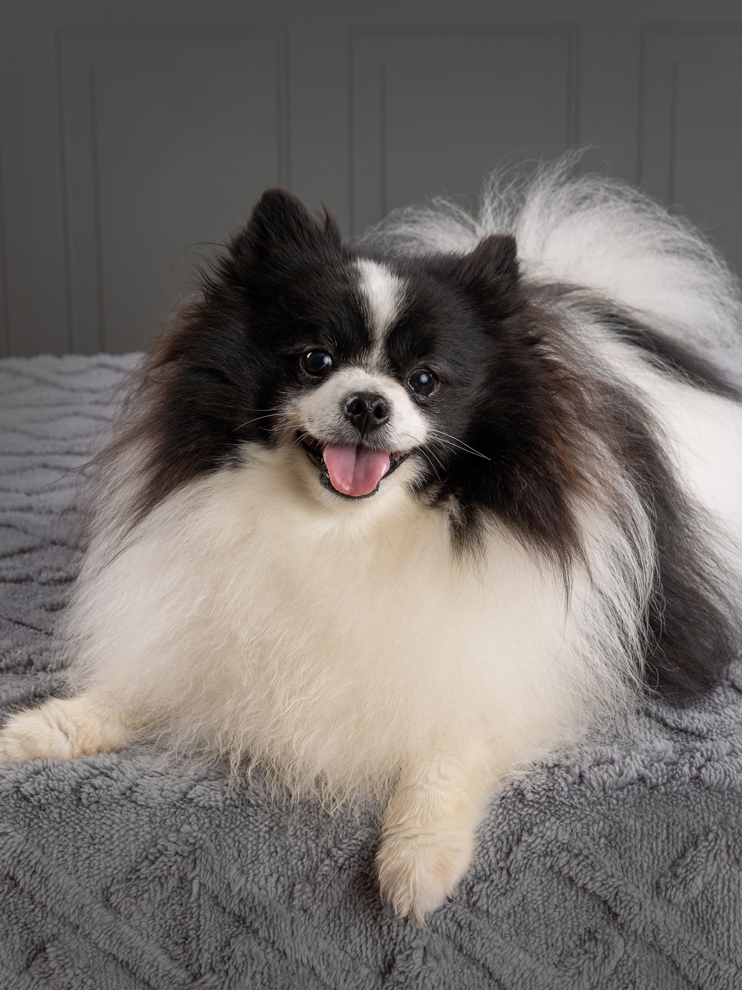 Pet photography at Studio Q Photography in Vancouver WA.