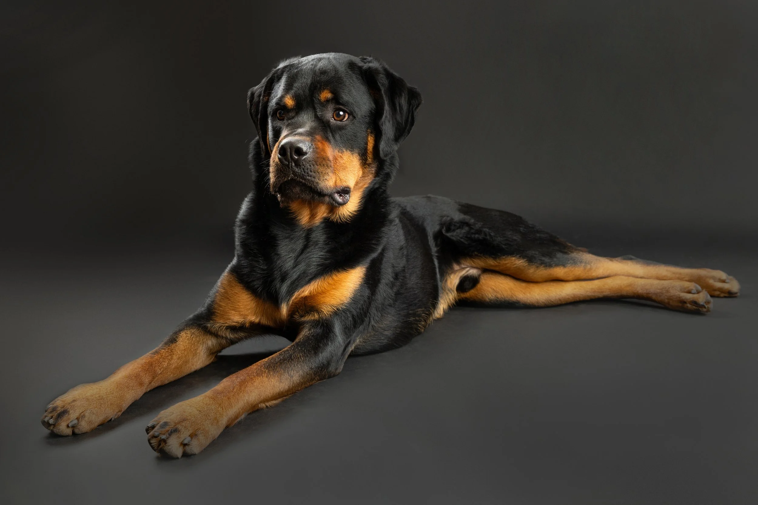 Pet photography at Studio Q Photography in Vancouver WA.