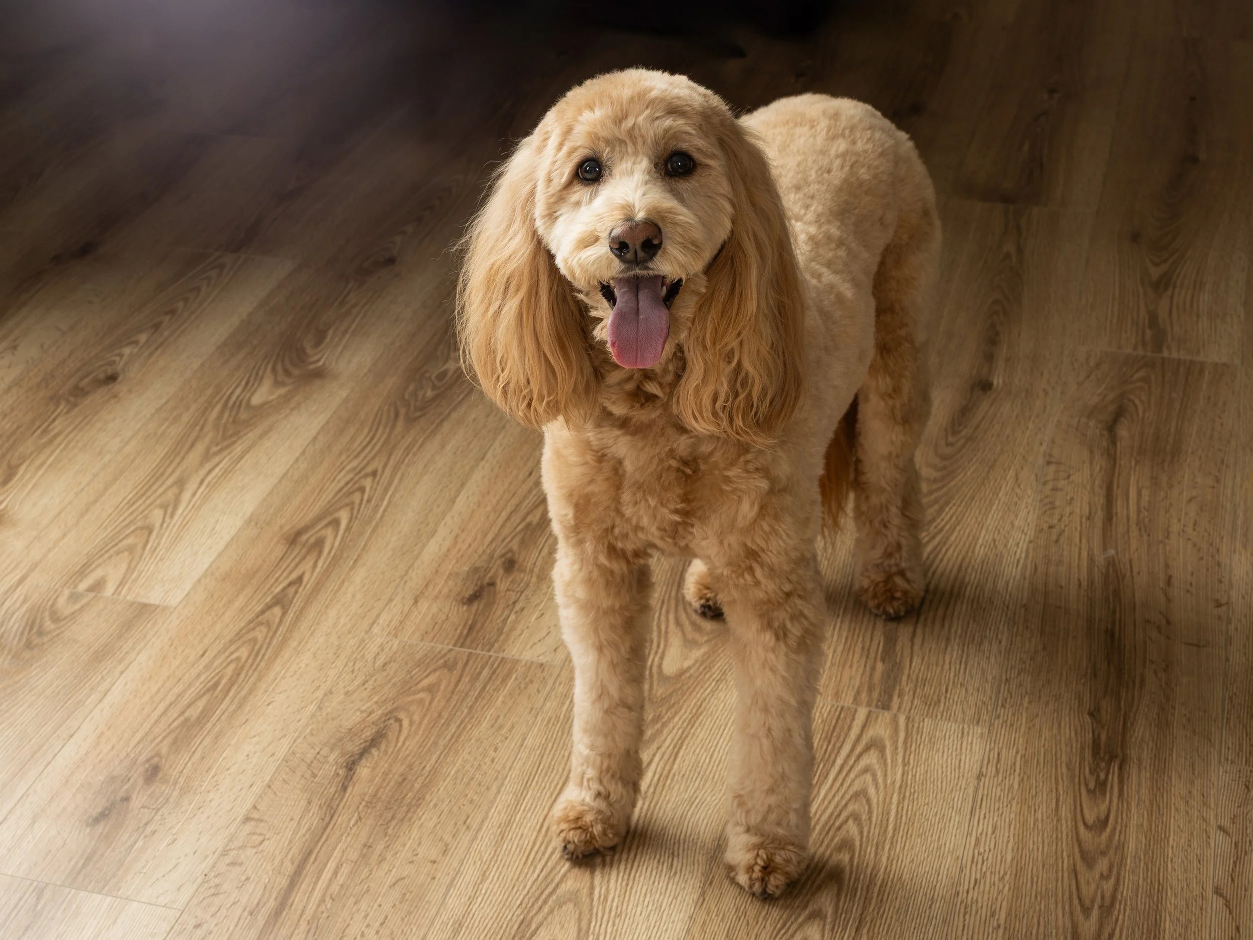 Pet photography at Studio Q Photography in Vancouver WA.