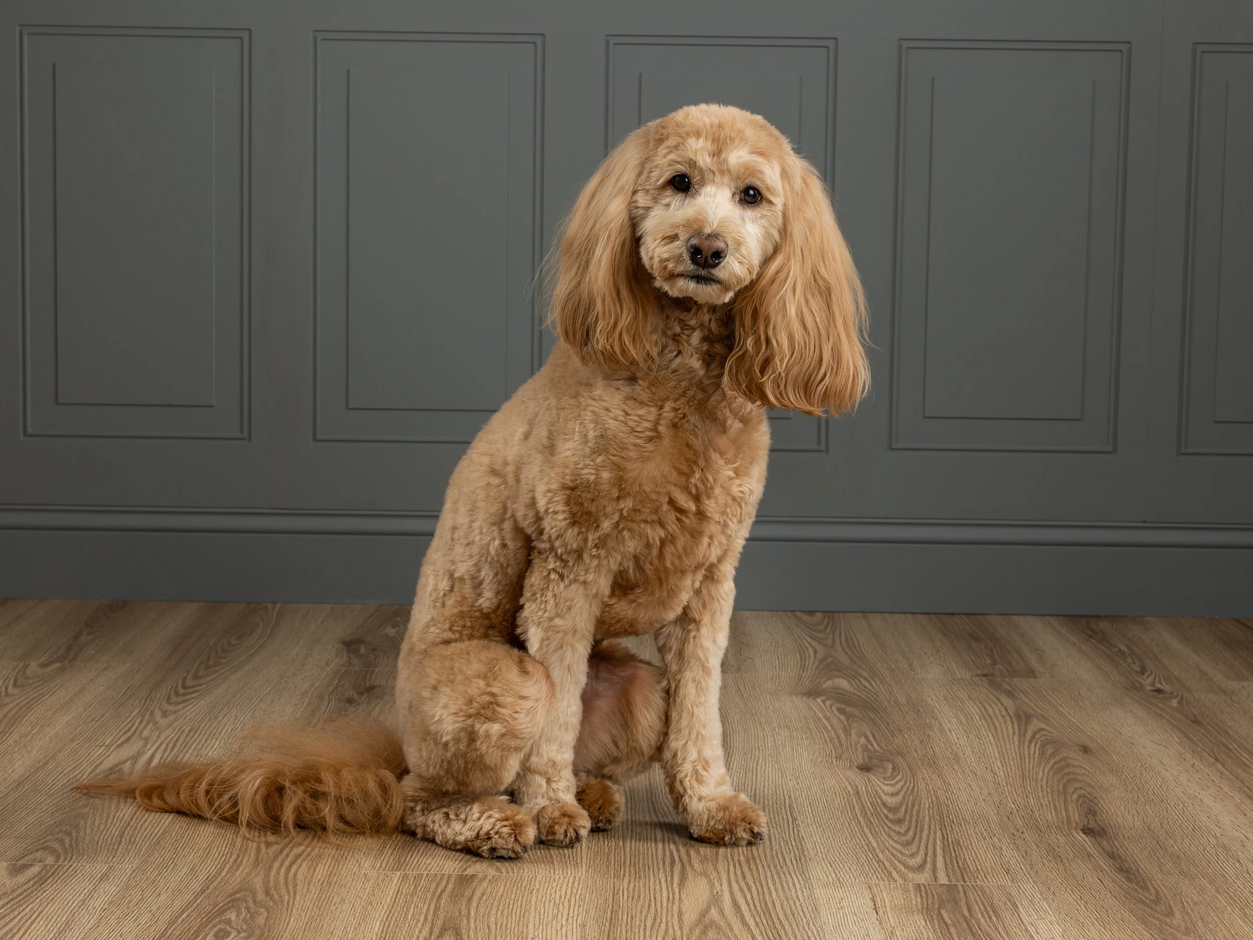 Pet photography at Studio Q Photography in Vancouver WA.