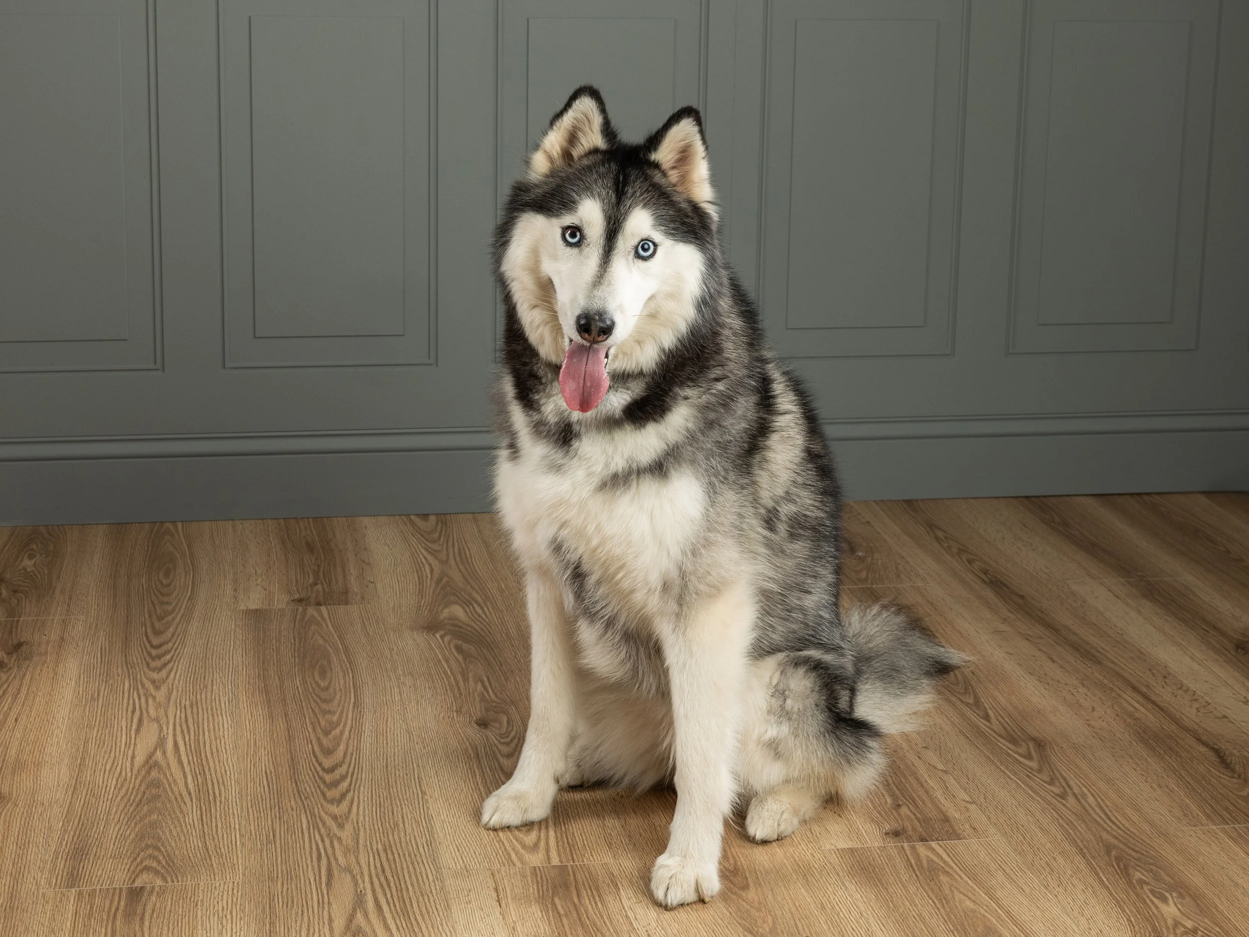 Pet photography at Studio Q Photography in Vancouver WA.