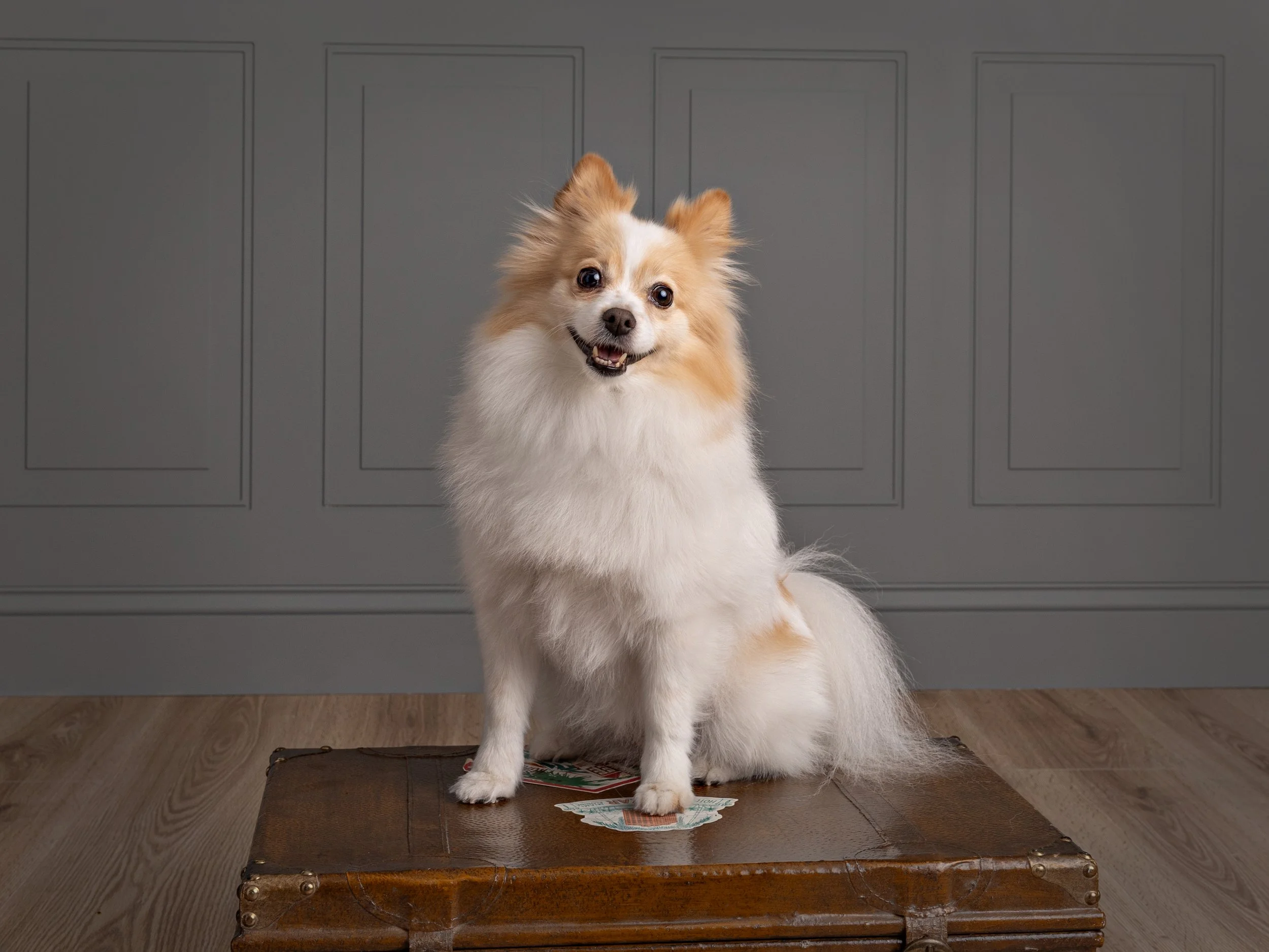 A white and tan pomeranian sitting on a suitcase looking at the camera
