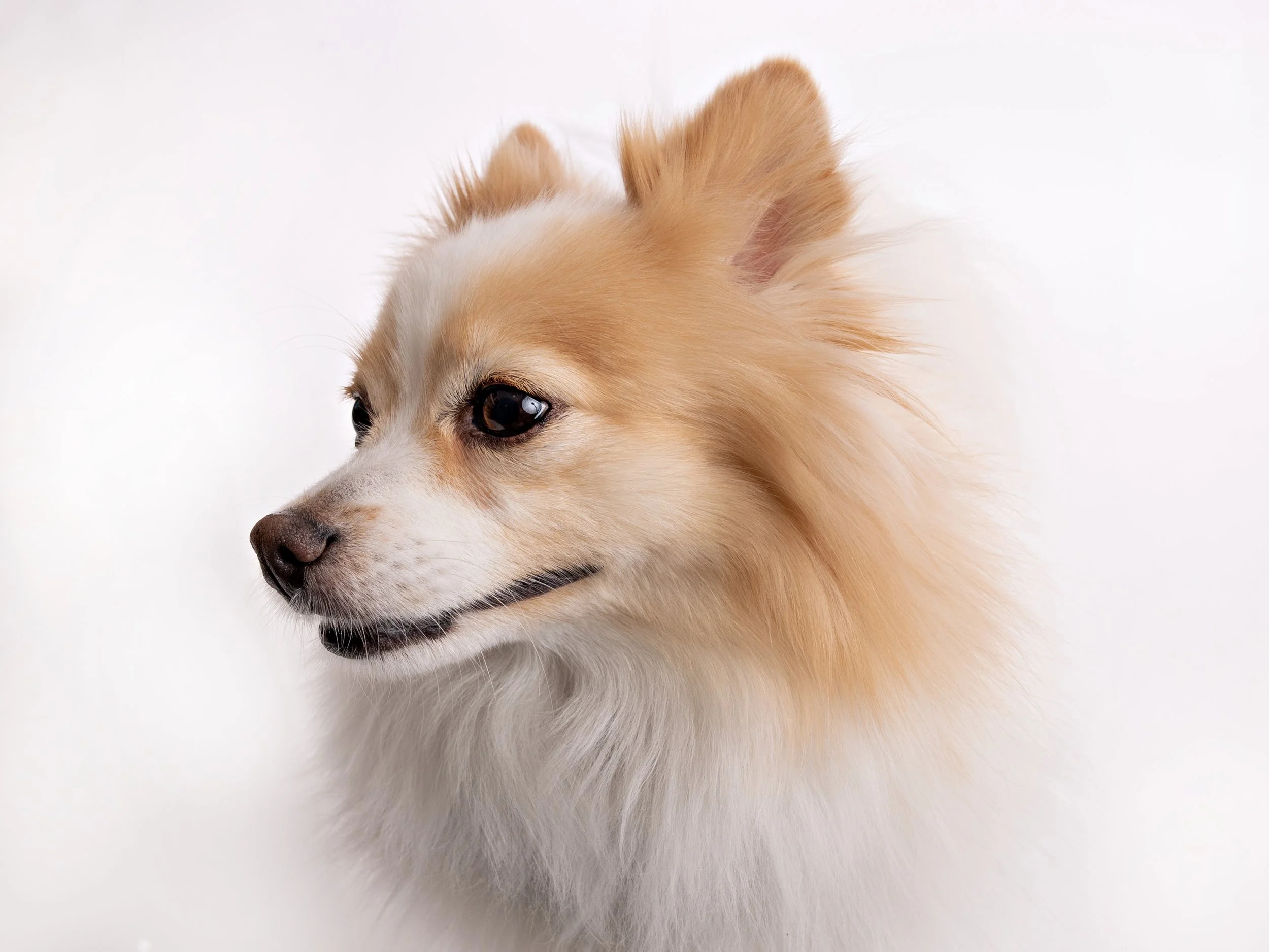 Pet photography at Studio Q Photography in Vancouver WA.