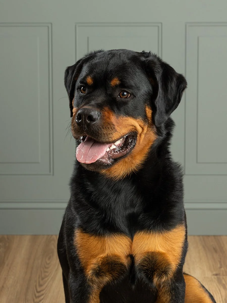 Pet photography at Studio Q Photography in Vancouver WA.
