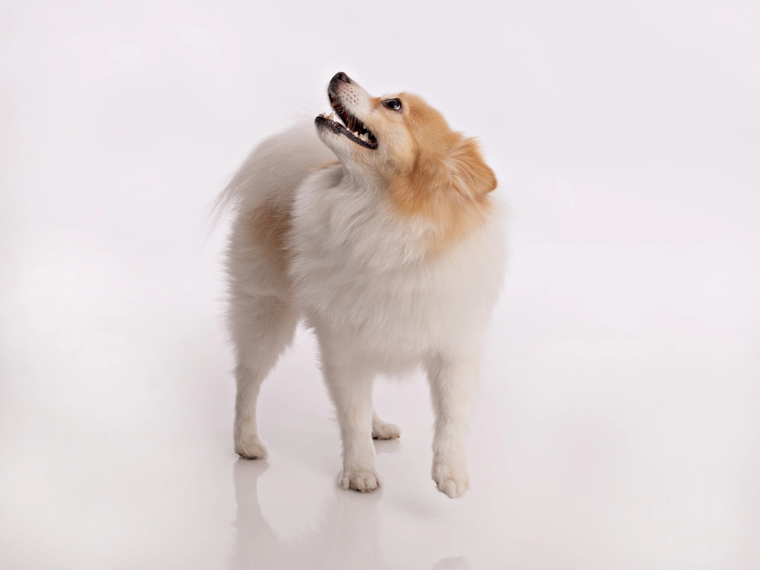 Pet photography at Studio Q Photography in Vancouver WA.