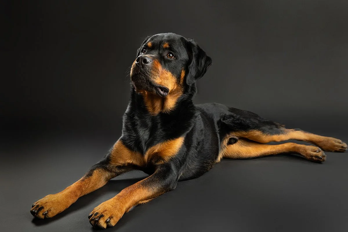 A Rottweiler dog lying on a dark surface and background.